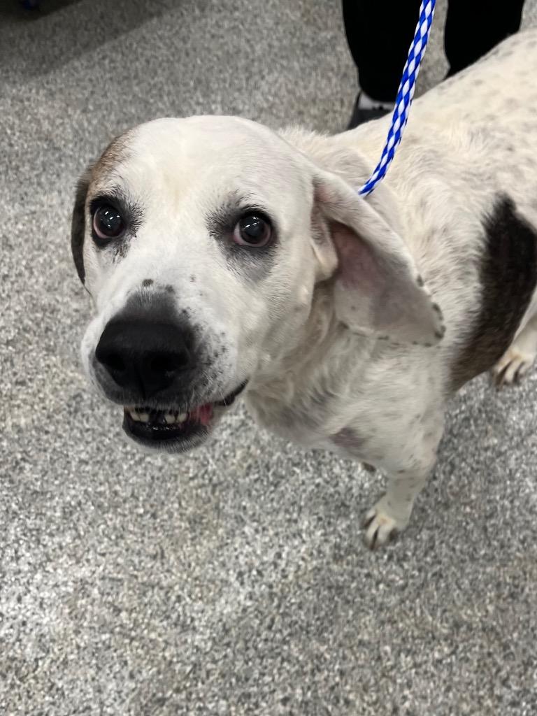 Enlarge Buckeye, a Adoptable Hound in Auburn, IN image 1/1