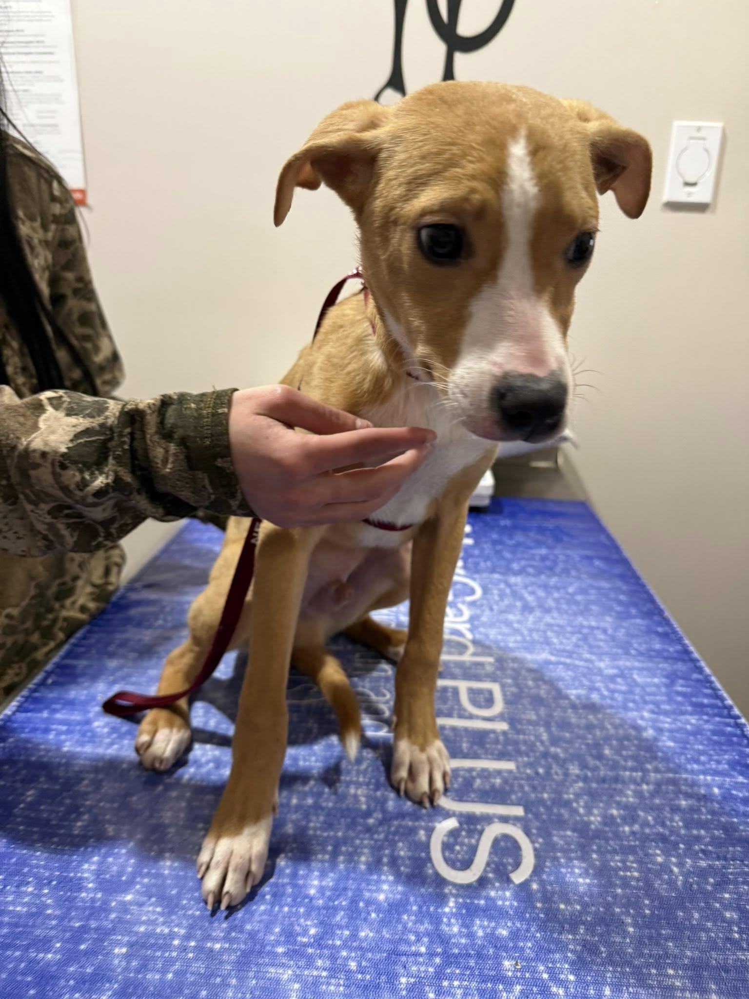 Apollo*, Adoptable, Puppy Male Terrier & Chihuahua.