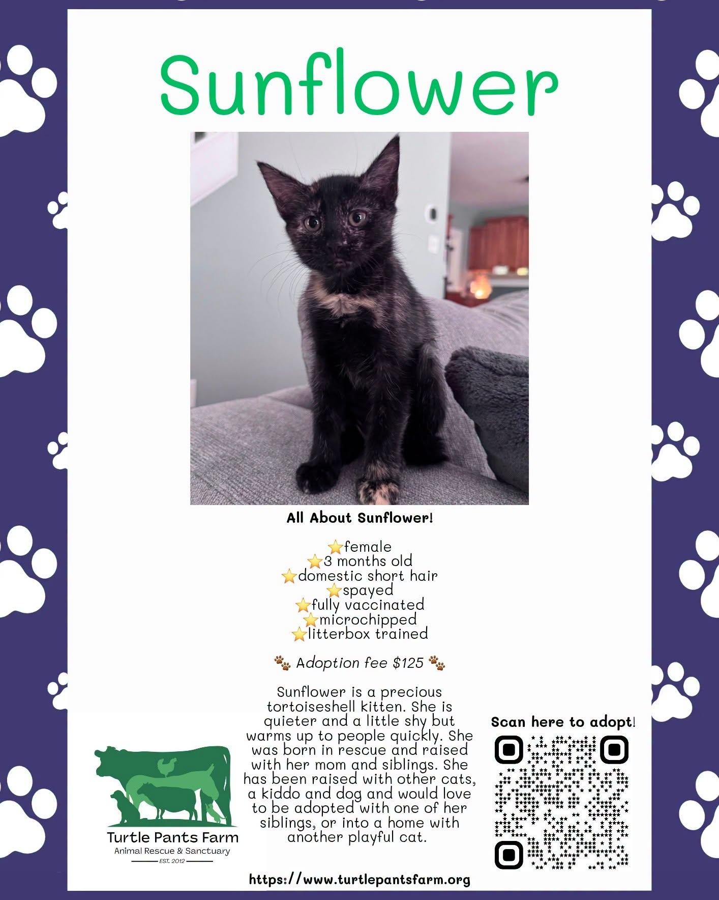 Enlarge Sunflower, a Adoptable Domestic Short Hair in Pittsboro, NC image 1/1