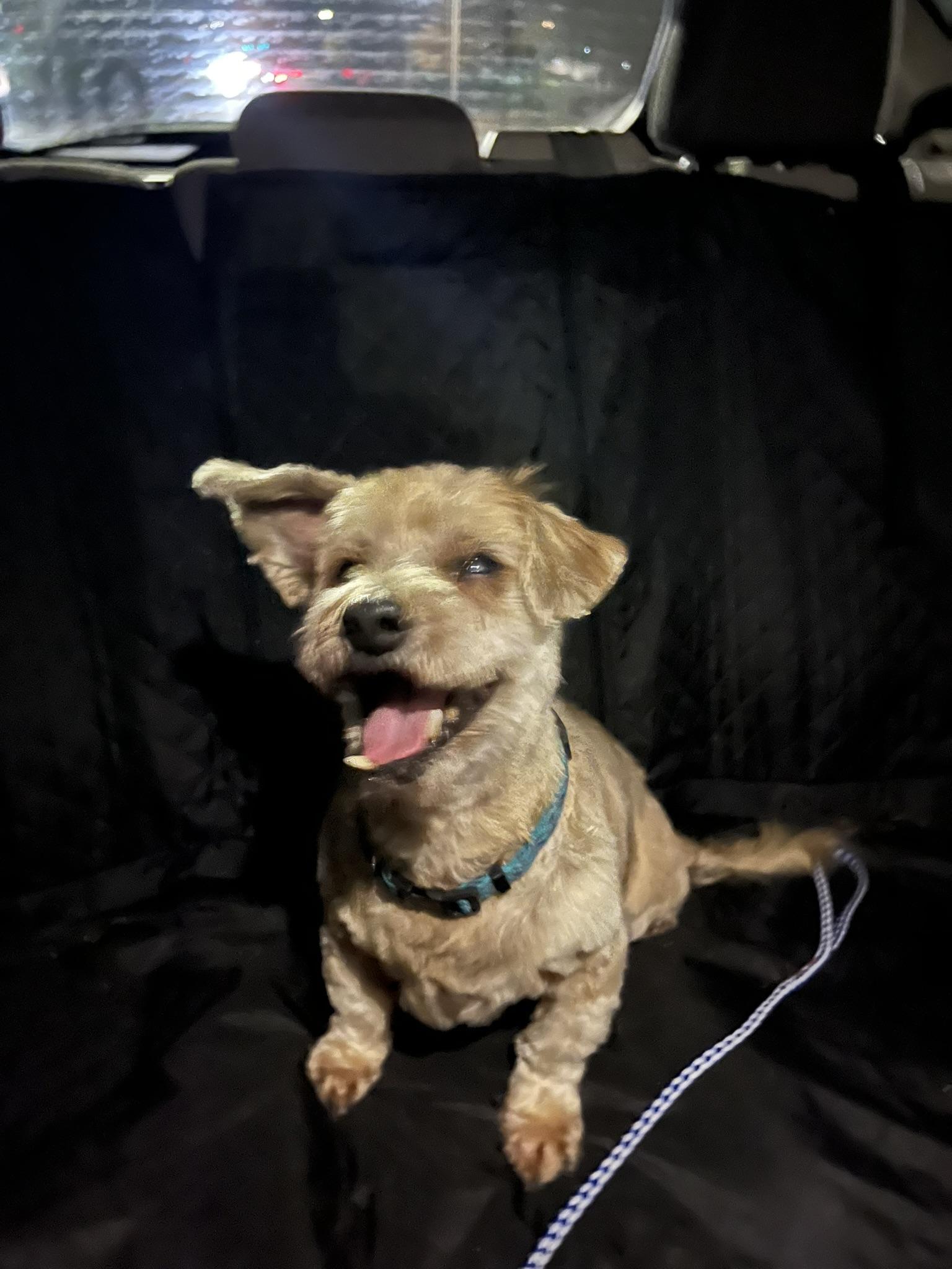 Howie, an adopted Terrier in Tacoma, WA image 1/5