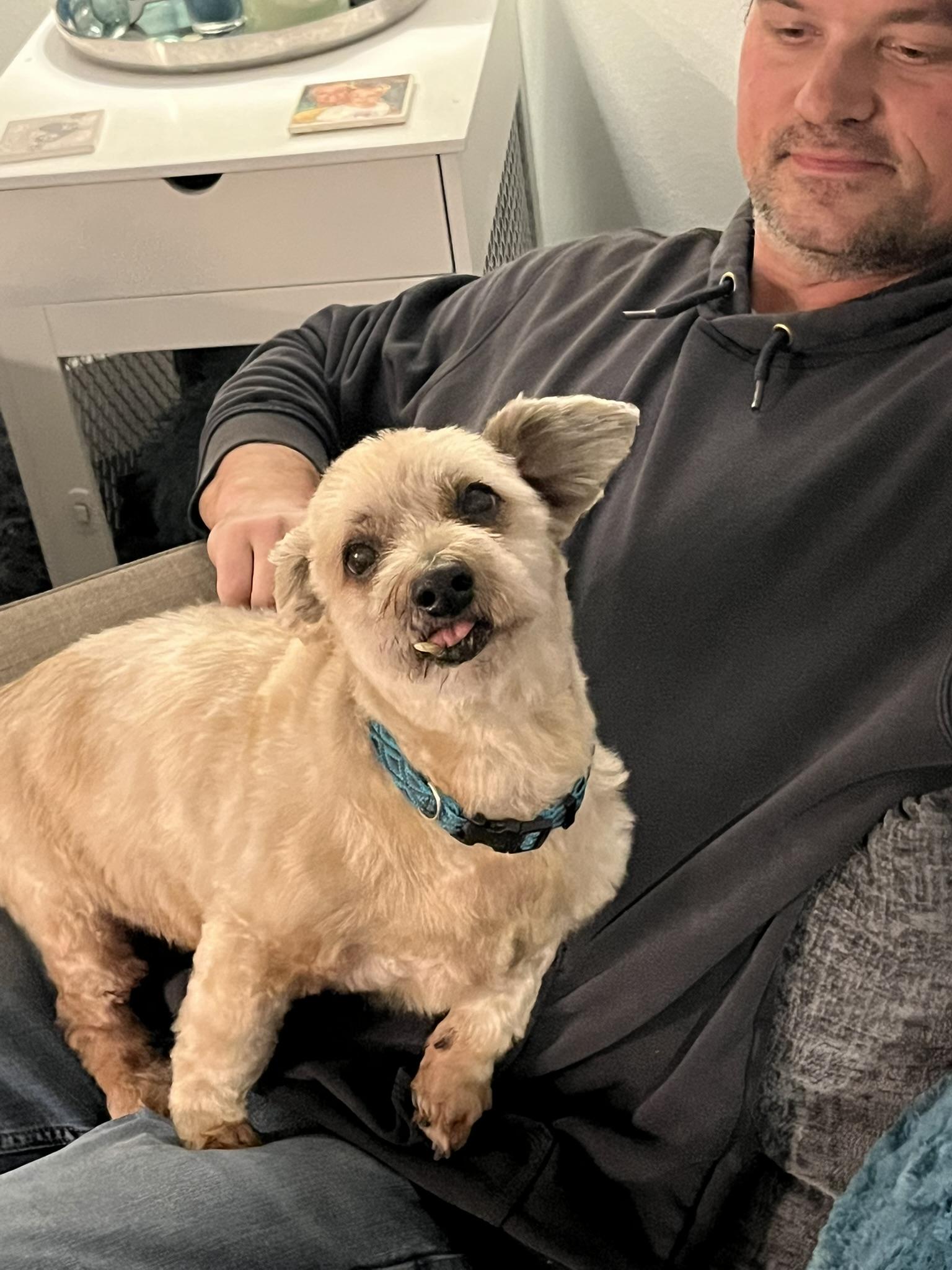 Howie, an adopted Terrier in Tacoma, WA image 3/5