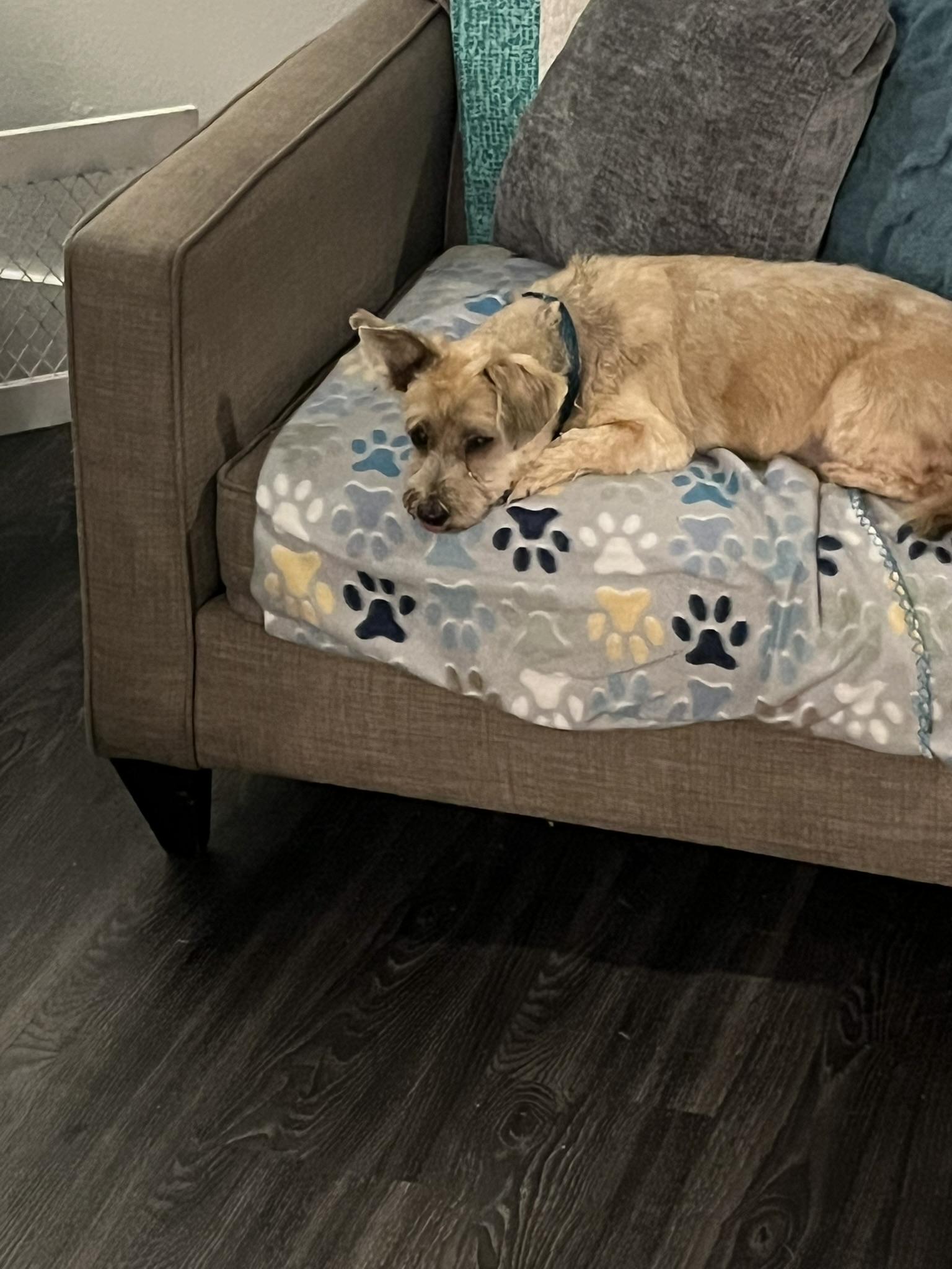 Howie, an adopted Terrier in Tacoma, WA image 5/5