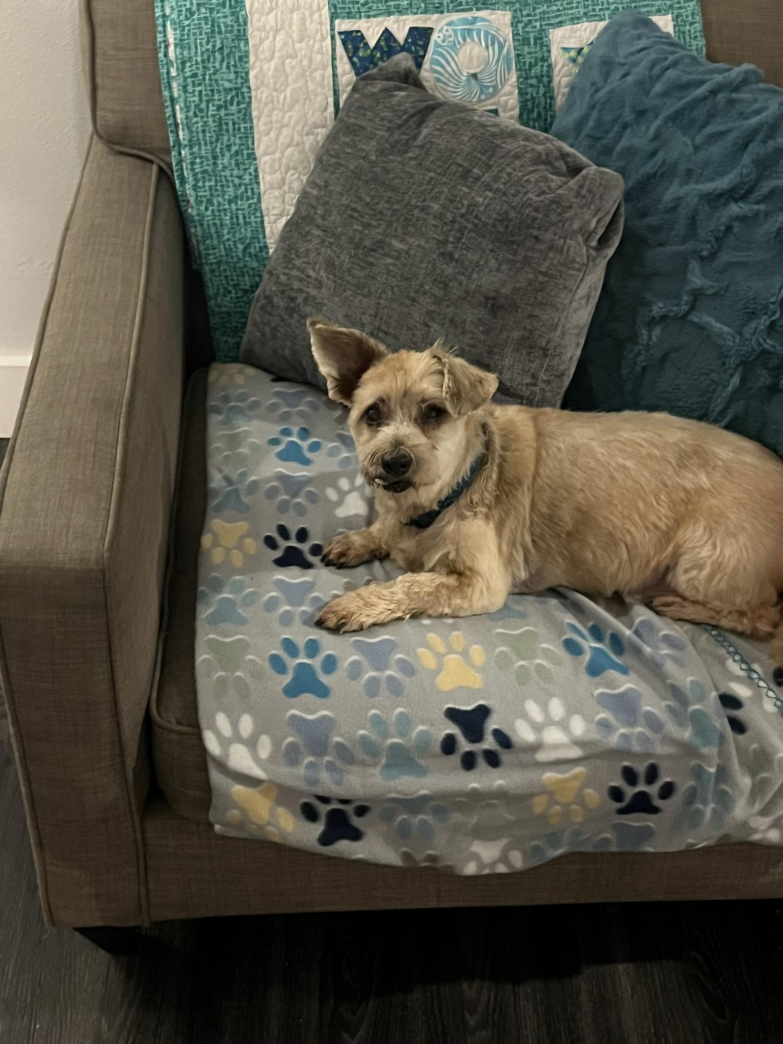 Howie, an adopted Terrier in Tacoma, WA image 2/5