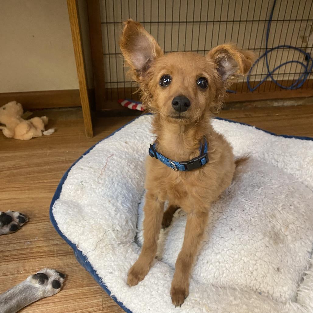 Pip Squeak, Adoptable, Young Male Mixed Breed.
