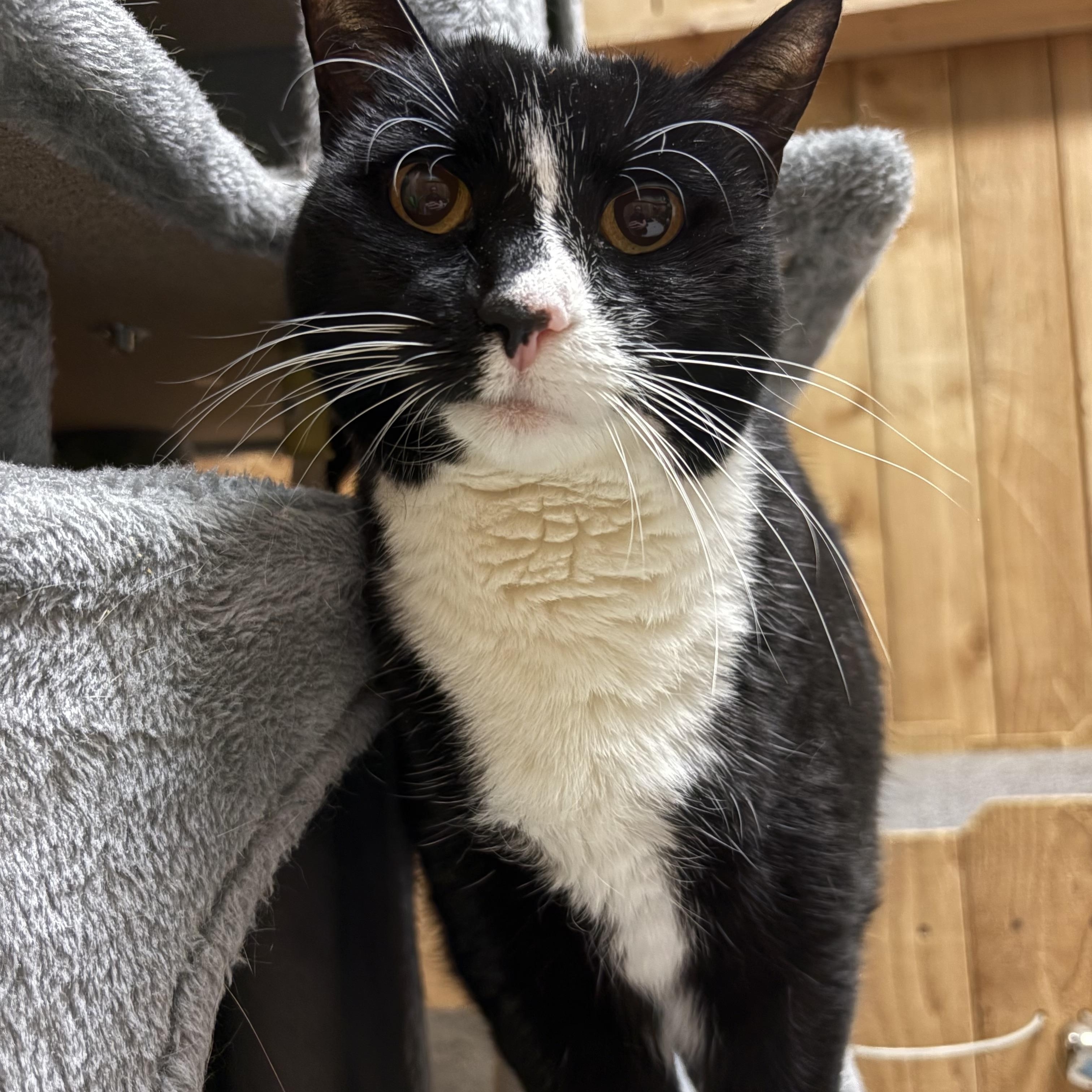 Enlarge Jane, an adopted Tuxedo in Spokane, WA image 2/2