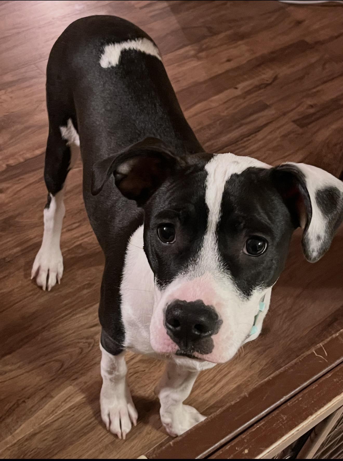 Raven (courtesy listing), ADOPTABLE, Puppy Female Pit Bull Terrier.