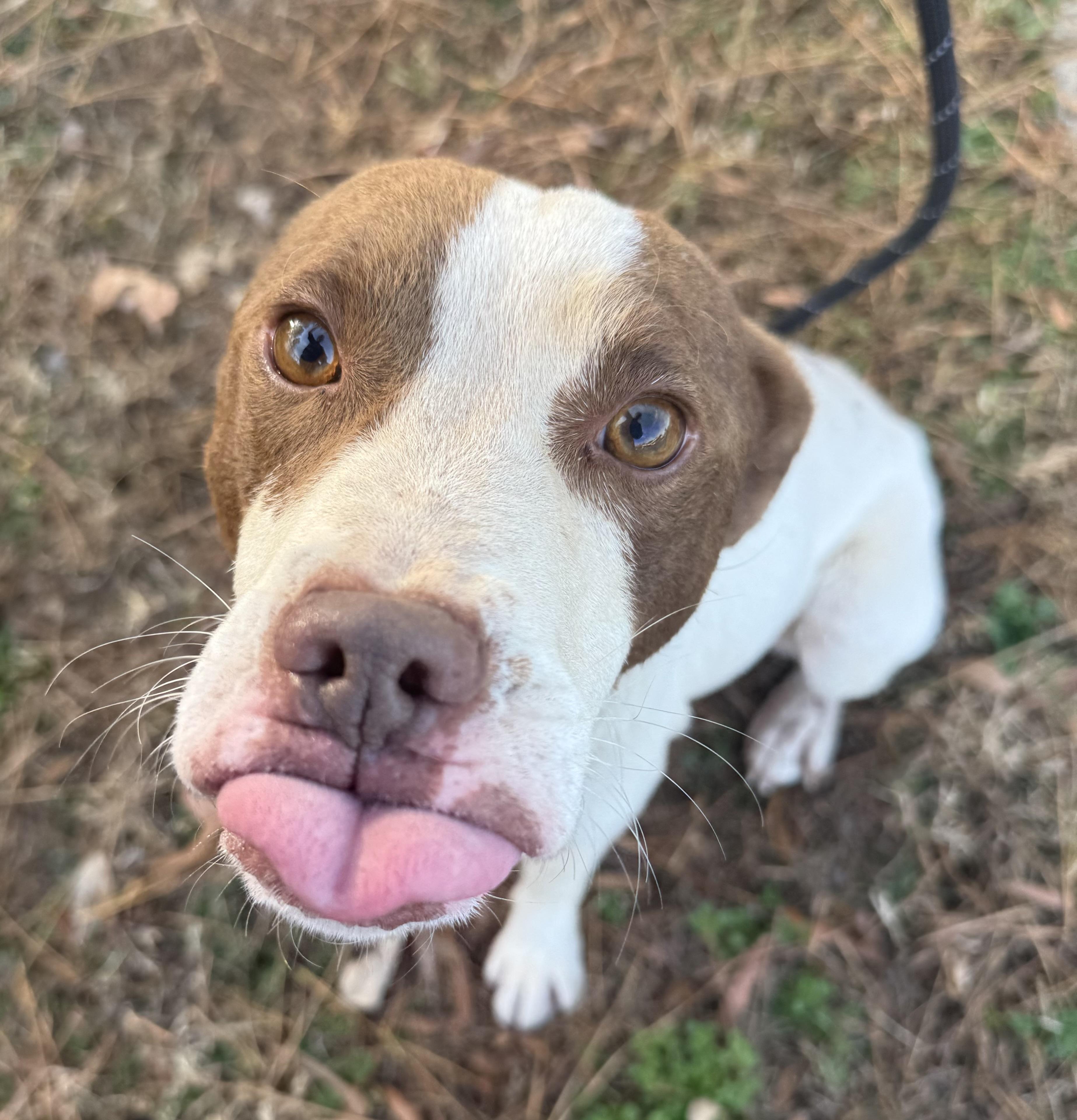 Enlarge Pete , a ADOPTABLE mixed breed in Lancaster, SC image 1/4