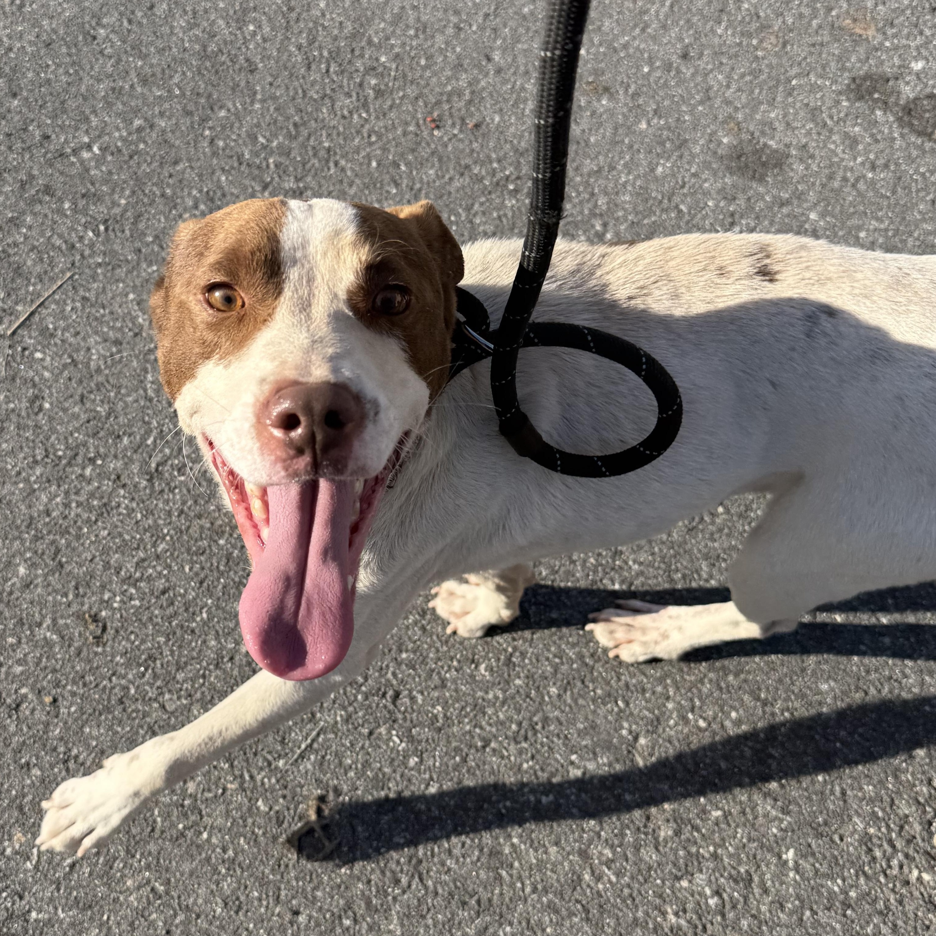 Enlarge Pete , a ADOPTABLE mixed breed in Lancaster, SC image 3/4