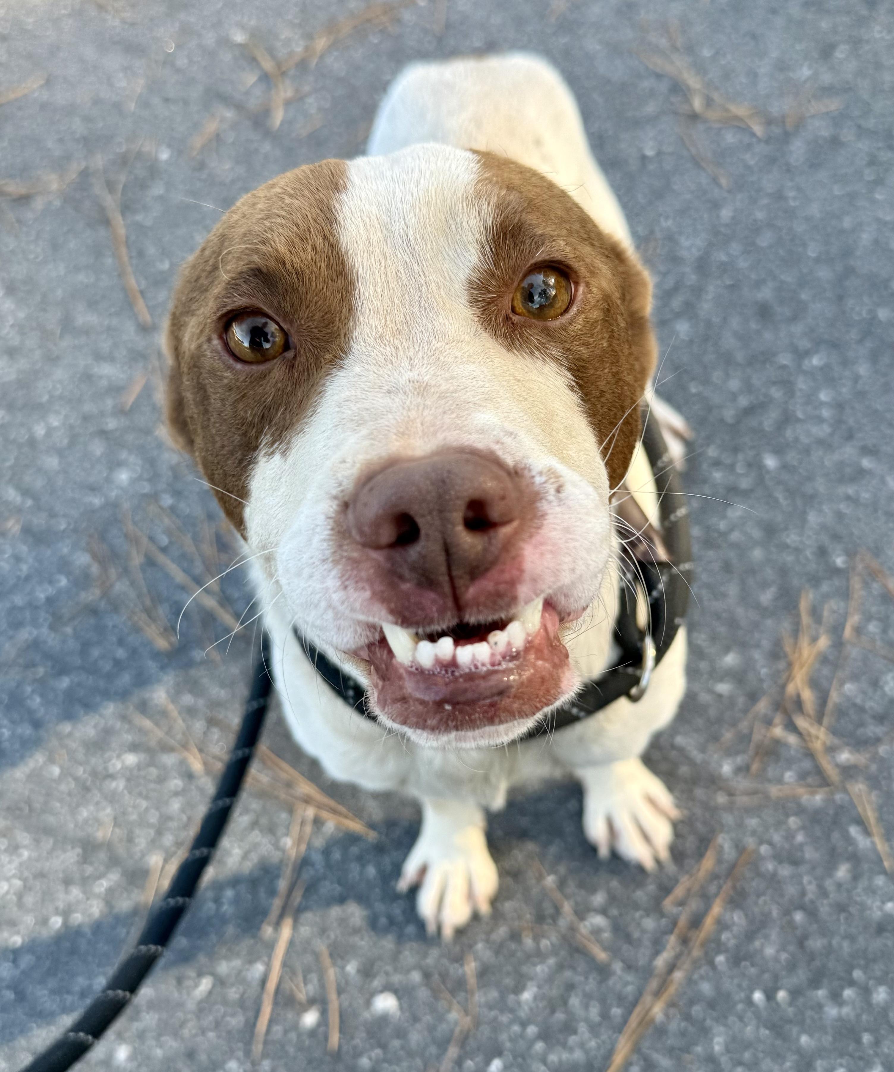 Enlarge Pete , a ADOPTABLE mixed breed in Lancaster, SC image 4/4