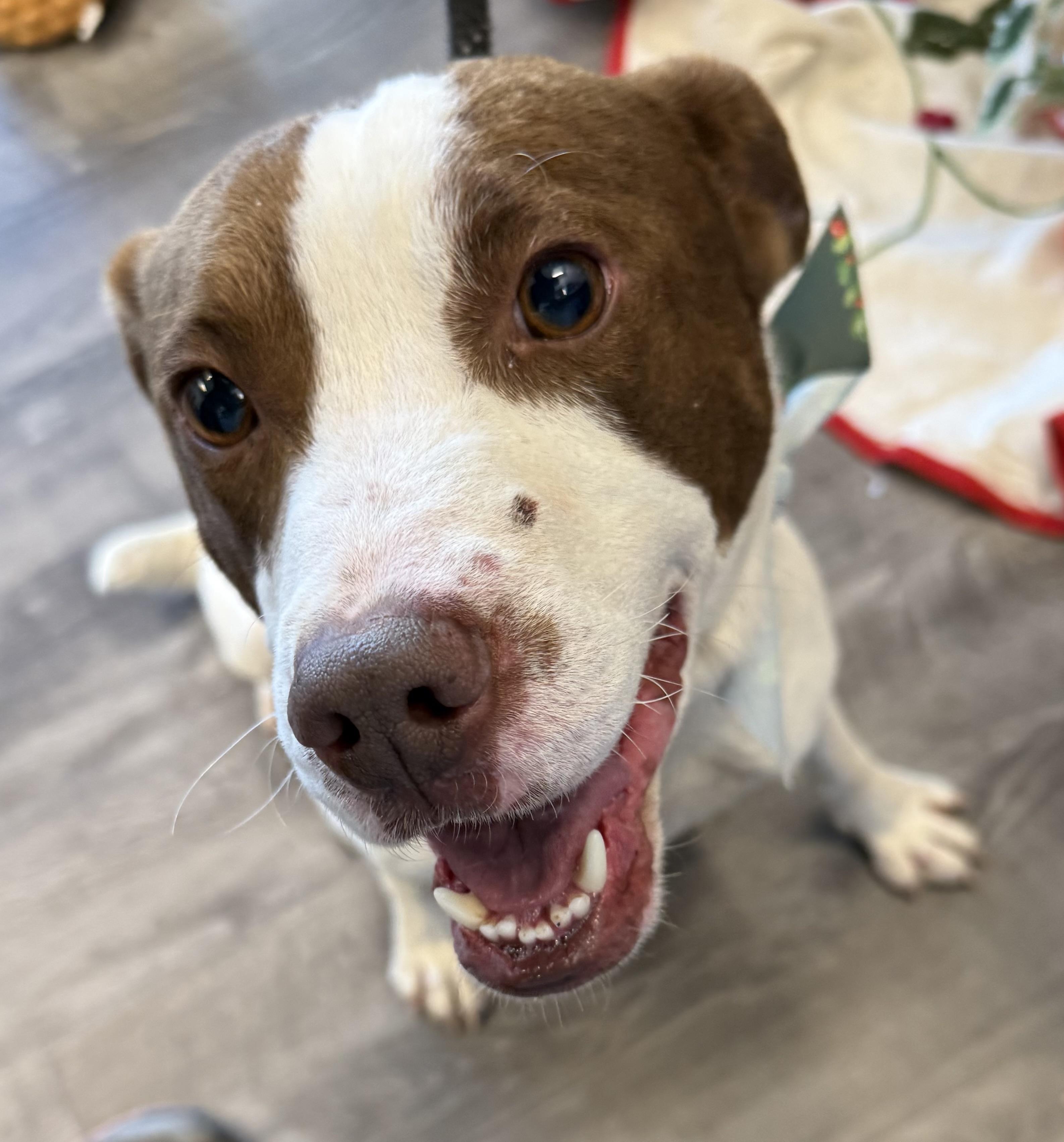 Pete , ADOPTABLE, Adult Male Labrador Retriever.