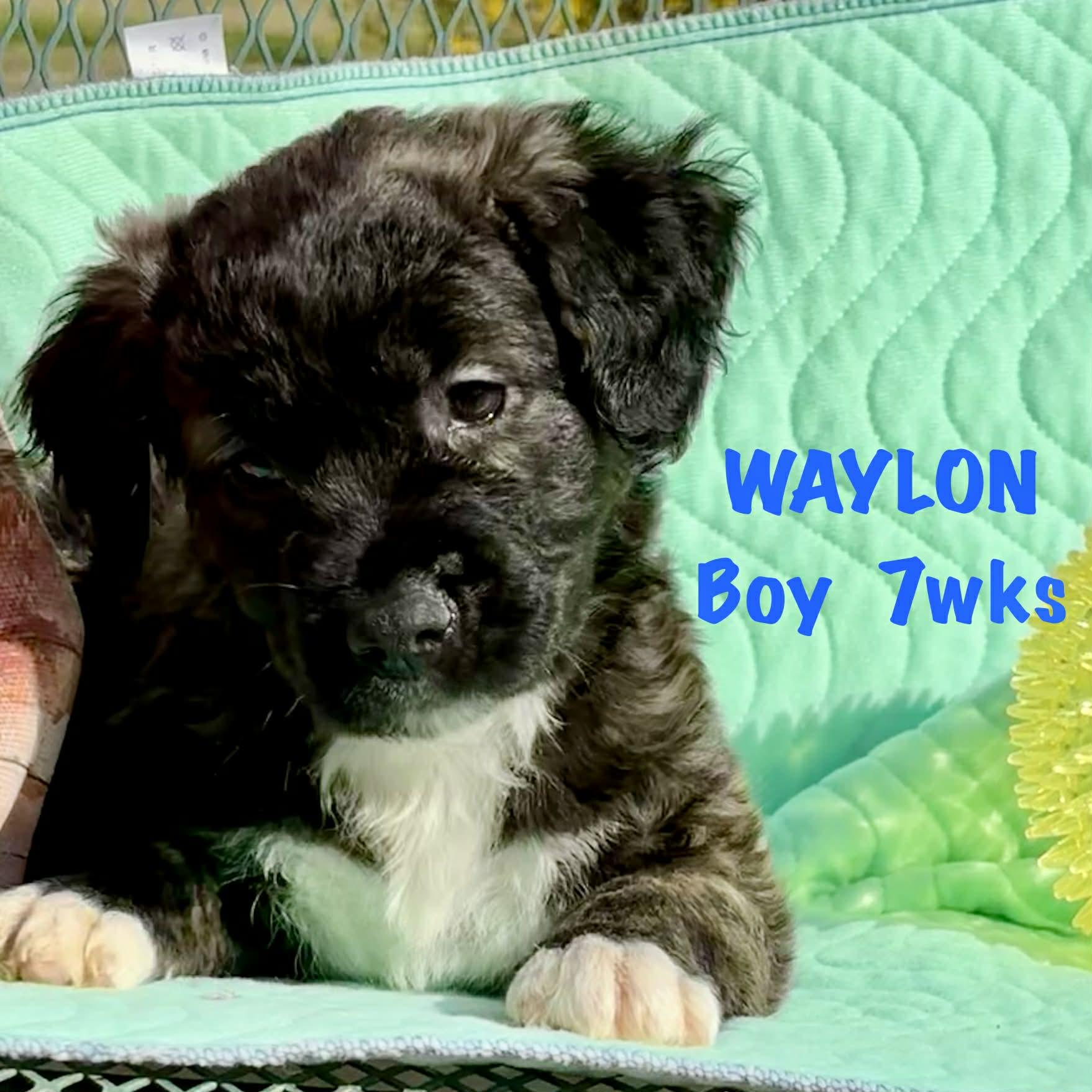 Waylon, Adoptable, Puppy Male Spaniel & Terrier.
