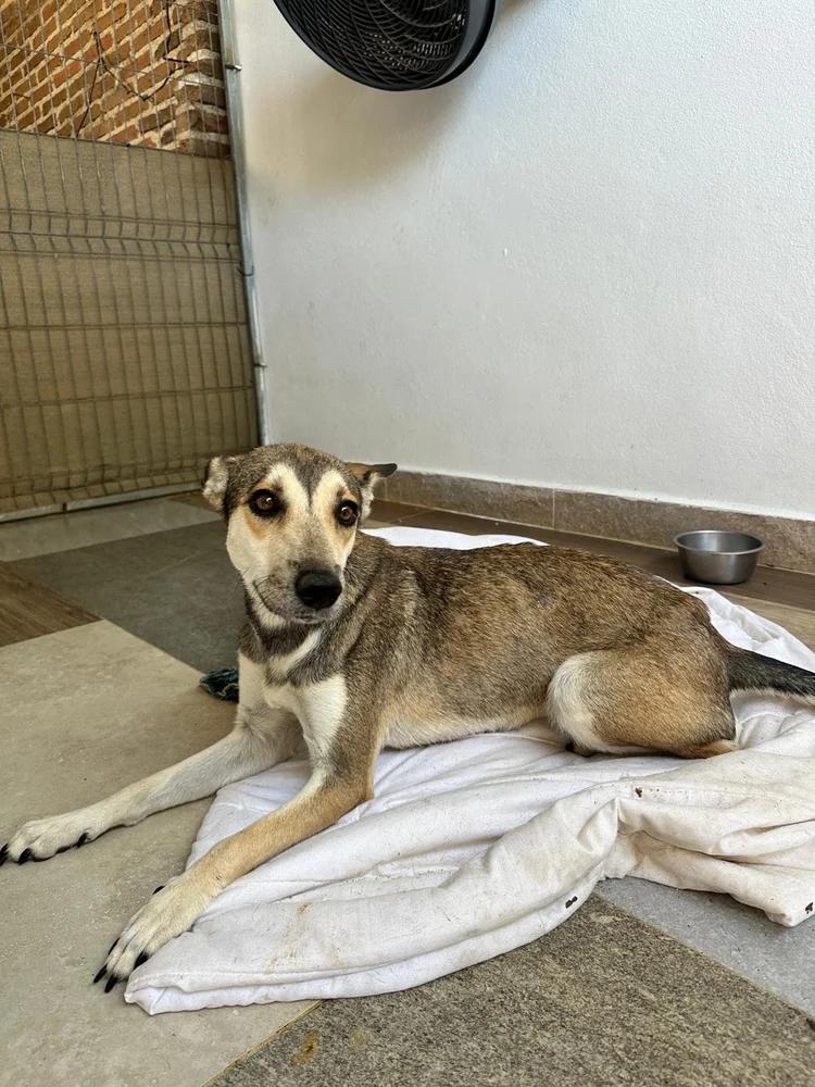 Enlarge Gypsy, a Adoptable mixed breed in Seattle, WA image 6/6