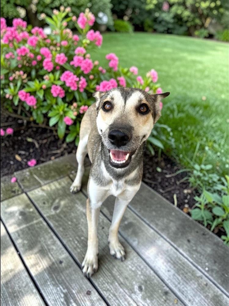 Enlarge Gypsy, a Adoptable mixed breed in Seattle, WA image 2/6