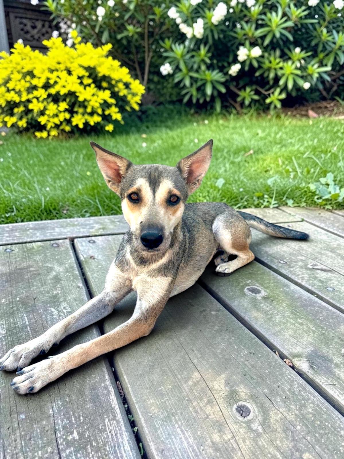 Gypsy, Adoptable, Young Female Shepherd & Husky.