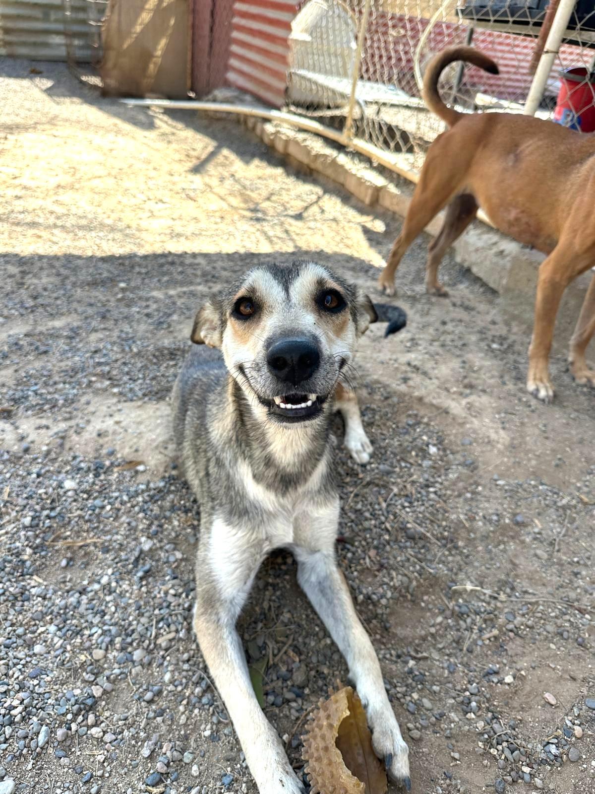 Enlarge Gypsy, a Adoptable mixed breed in Seattle, WA image 3/6