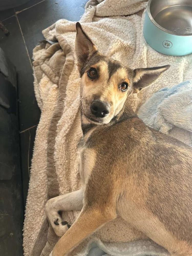 Enlarge Gypsy, a Adoptable mixed breed in Seattle, WA image 5/6