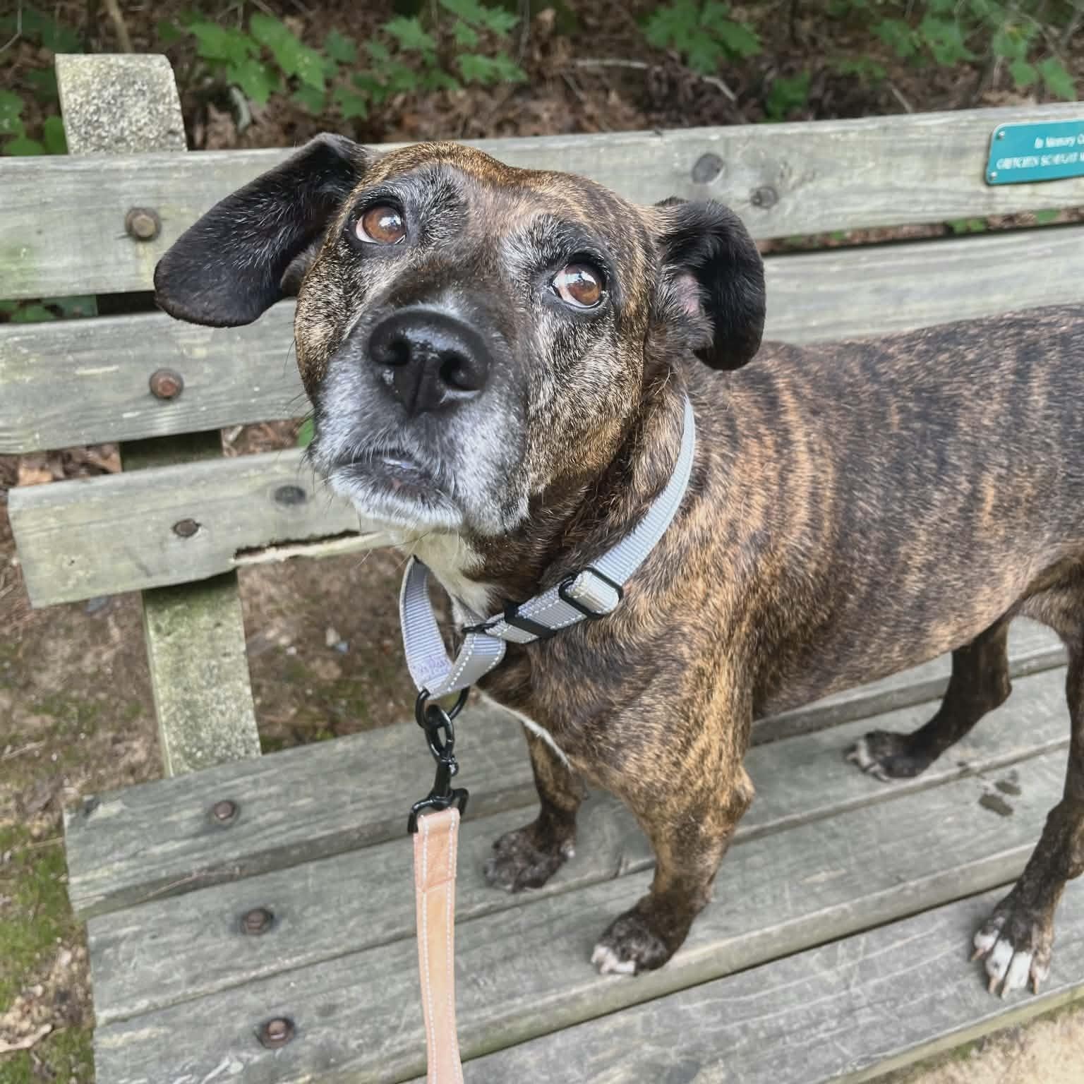 Maris, an adoptable mixed breed in Orange, VA image 1/6