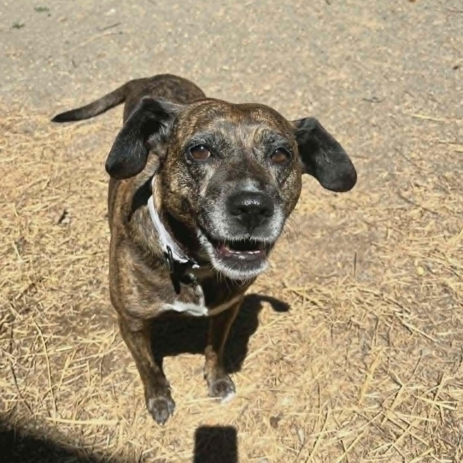 Maris, an adoptable mixed breed in Orange, VA image 2/6