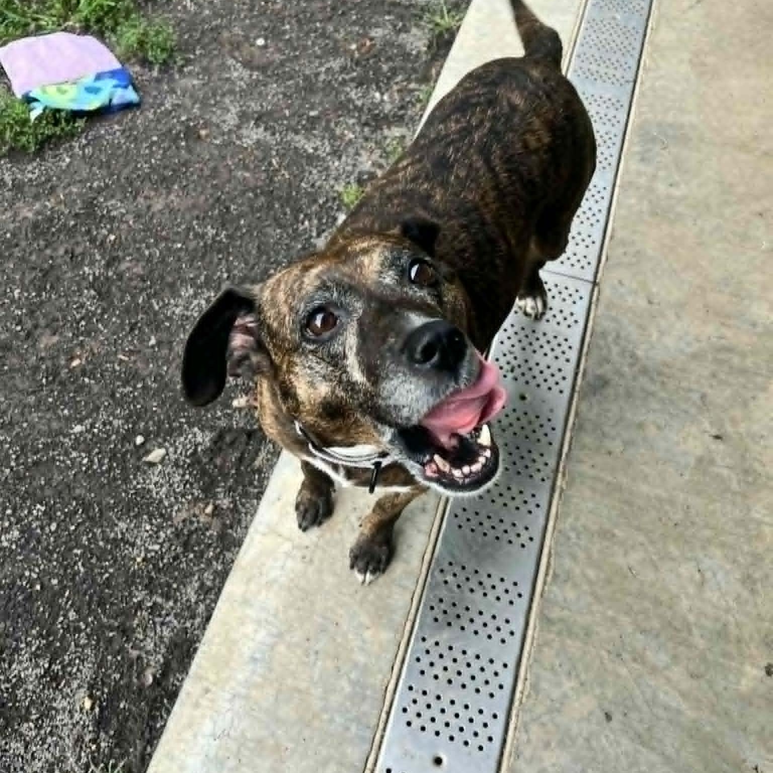 Enlarge Maris, an adoptable mixed breed in Orange, VA image 6/6