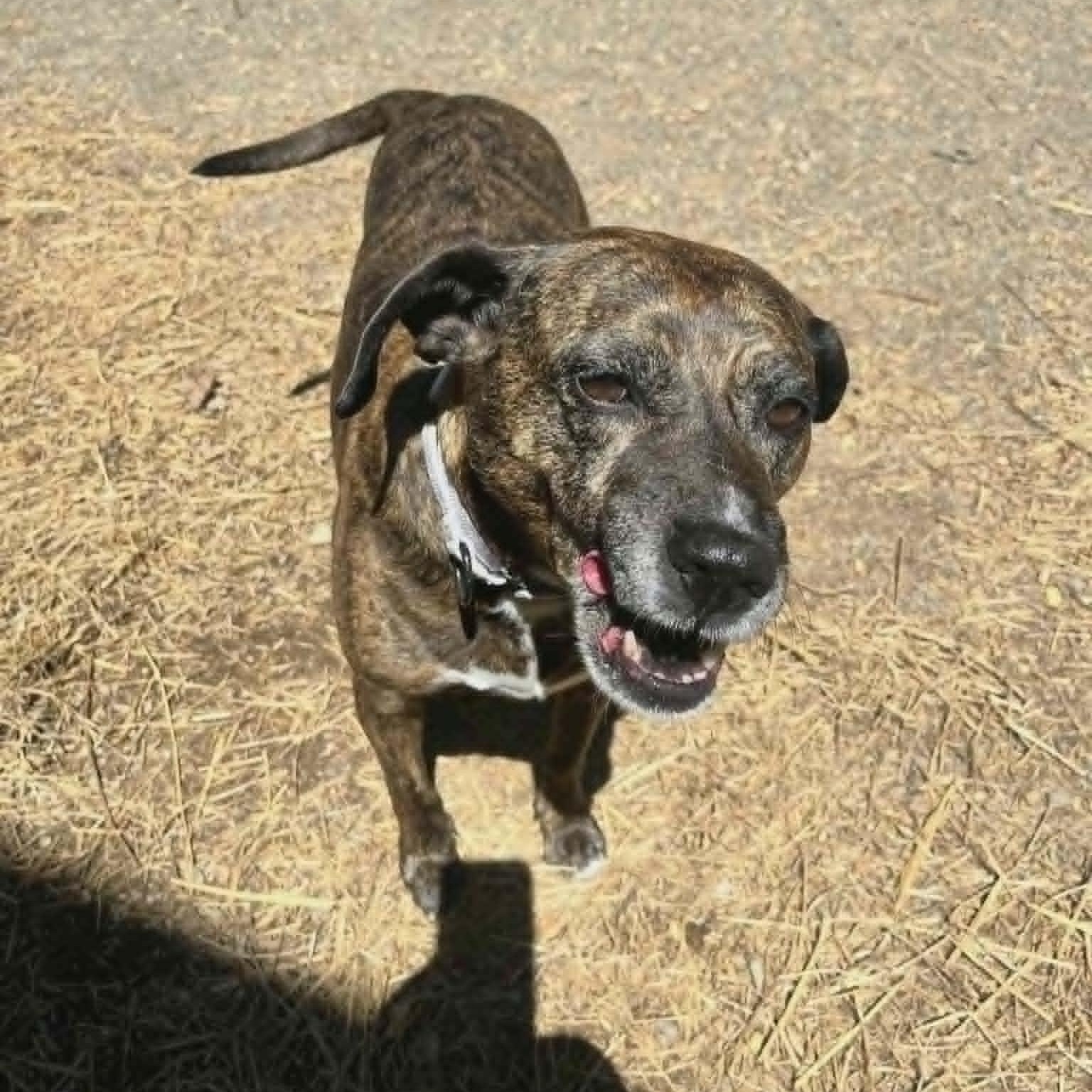 Maris, an adoptable mixed breed in Orange, VA image 4/6