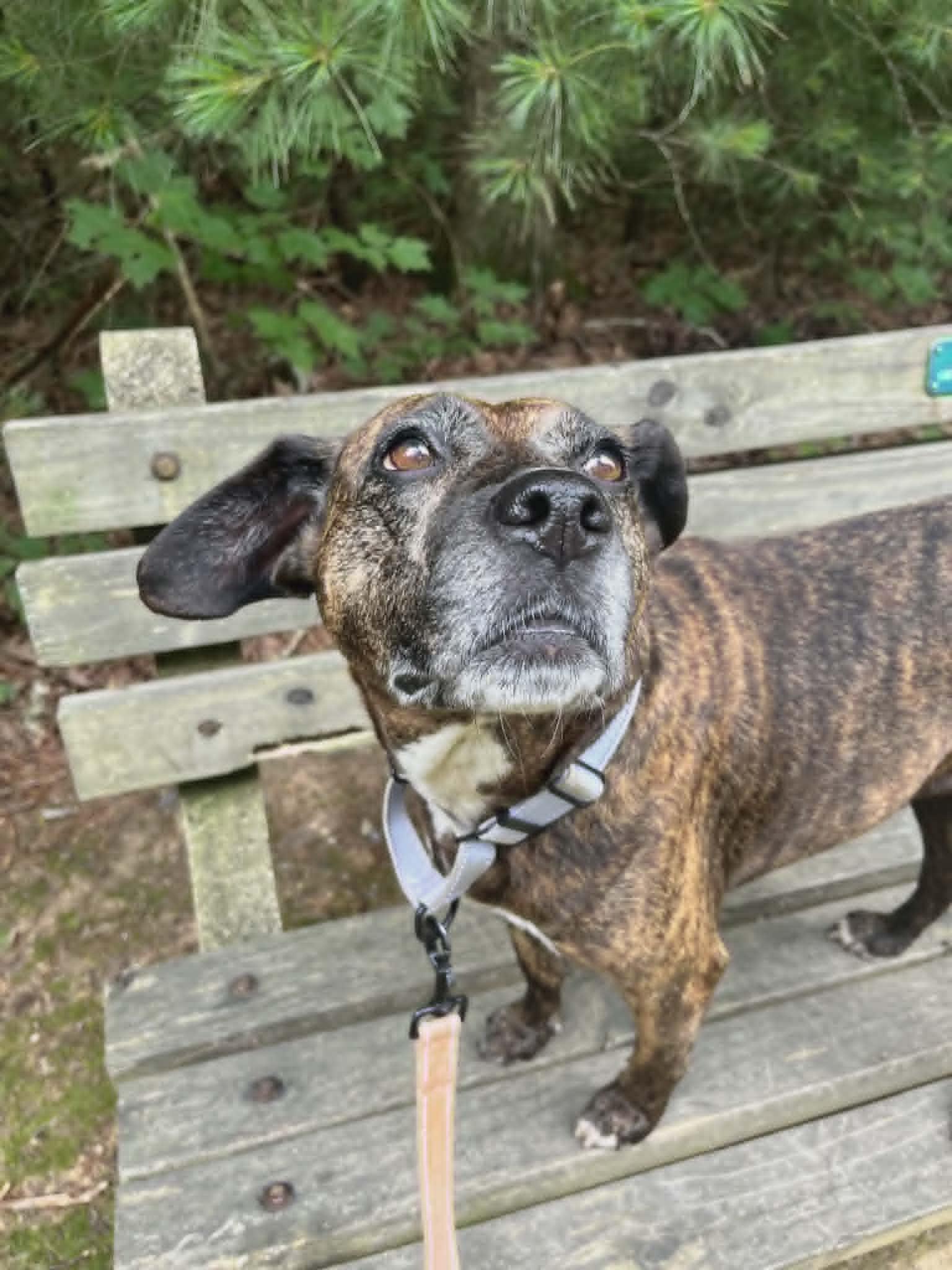 Maris, an adoptable mixed breed in Orange, VA image 5/6