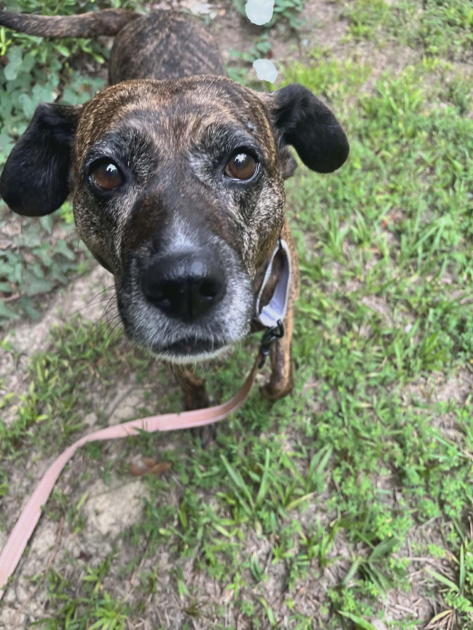 Maris, an adoptable mixed breed in Orange, VA image 6/6