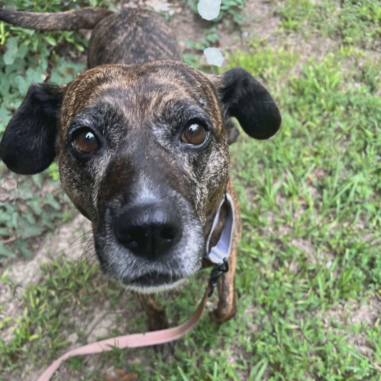 Enlarge Maris, an adoptable mixed breed in Orange, VA image 1/6