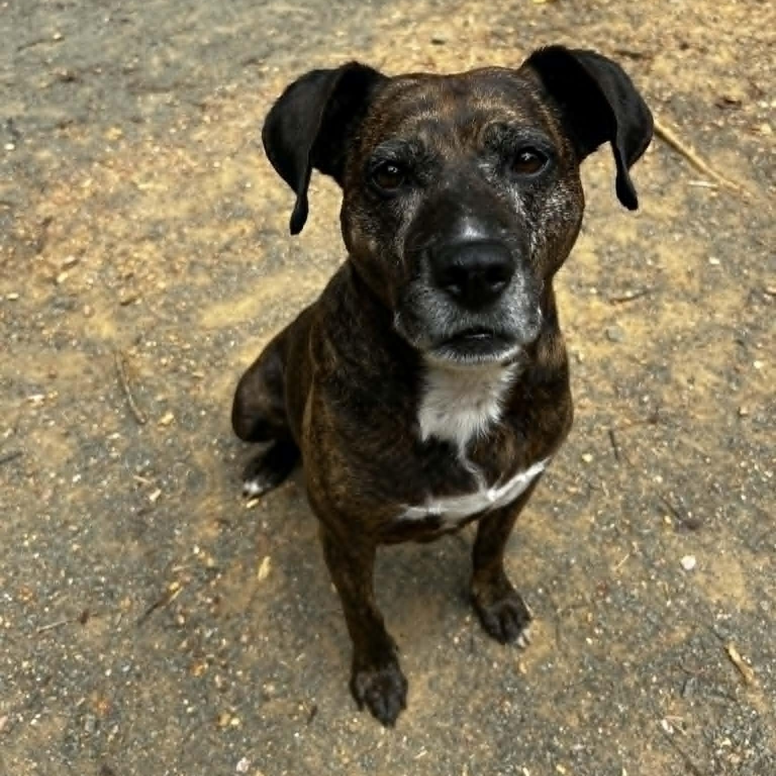 Maris, an adoptable mixed breed in Orange, VA image 2/6