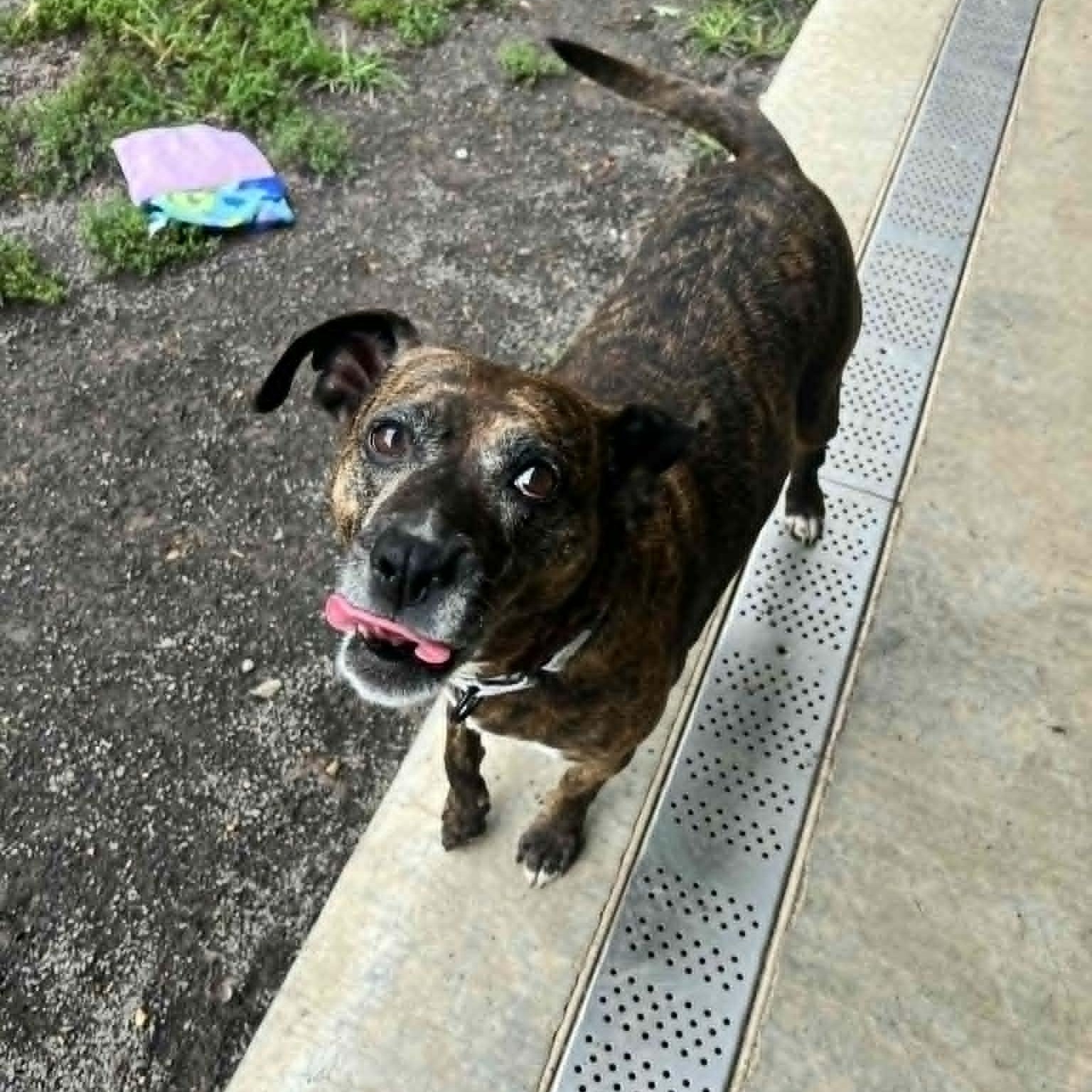 Enlarge Maris, an adoptable mixed breed in Orange, VA image 5/6