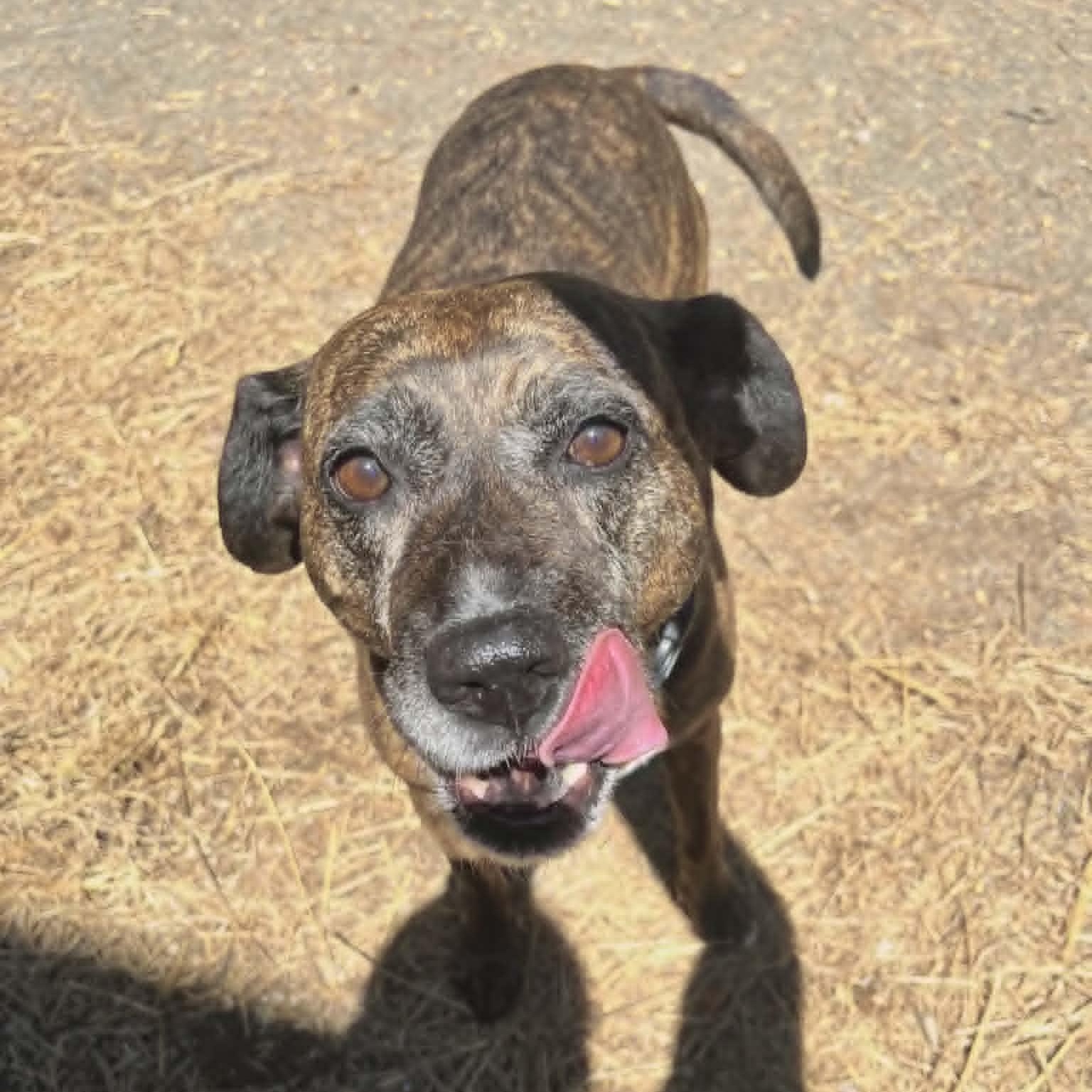 Maris, an adoptable mixed breed in Orange, VA image 3/6