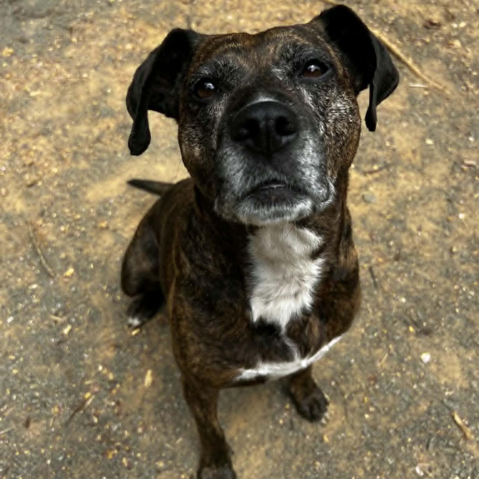 Maris, adoptable, Adult Female Plott Hound.