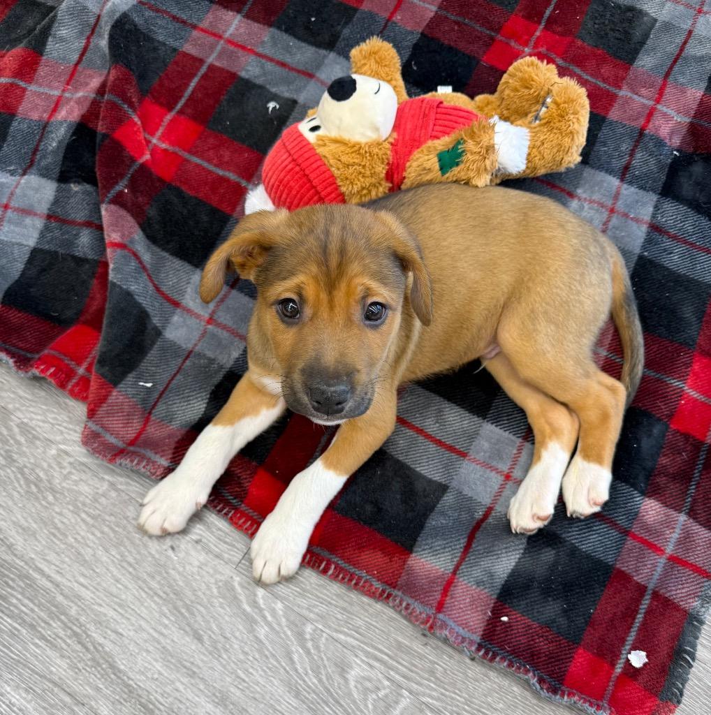 Enlarge Denver, a Adoptable mixed breed in Centralia, WA image 2/4