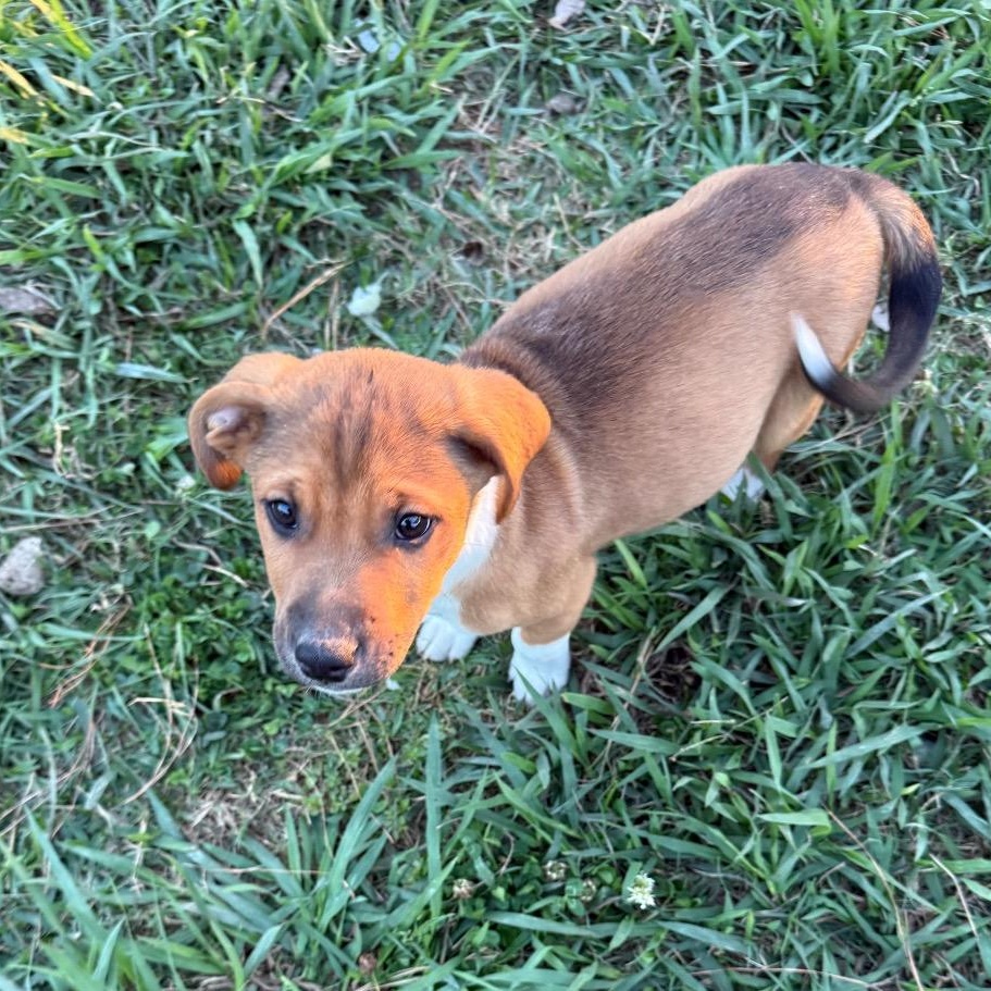 Enlarge Denver, a Adoptable mixed breed in Centralia, WA image 4/4