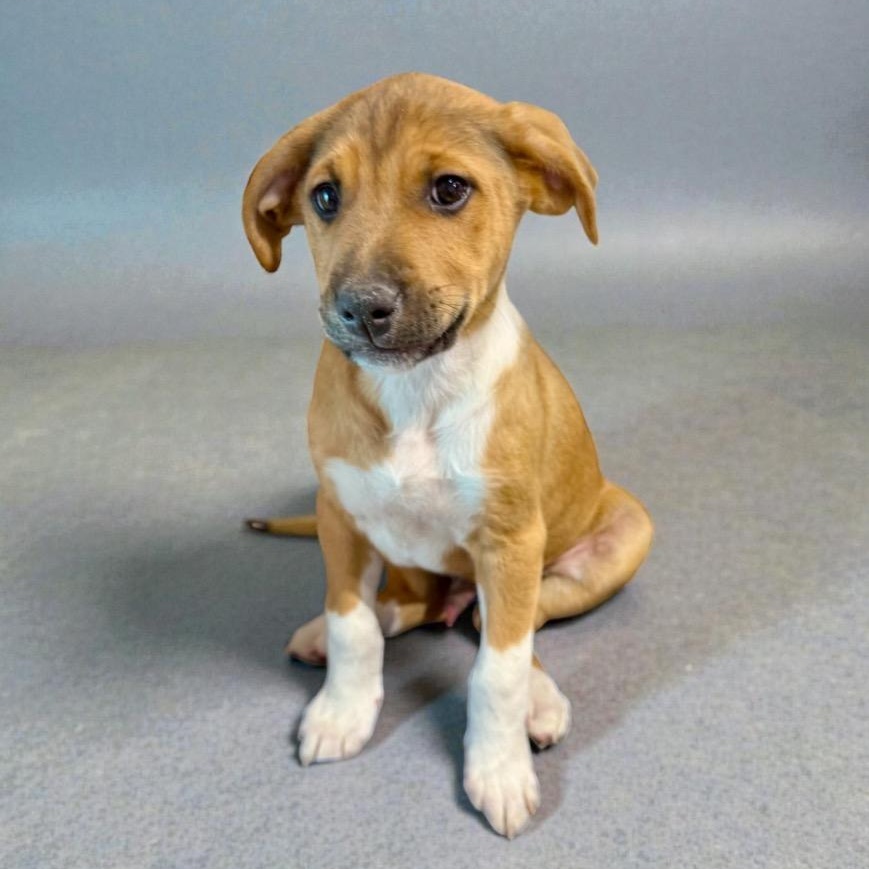 Enlarge Denver, a Adoptable mixed breed in Centralia, WA image 1/4