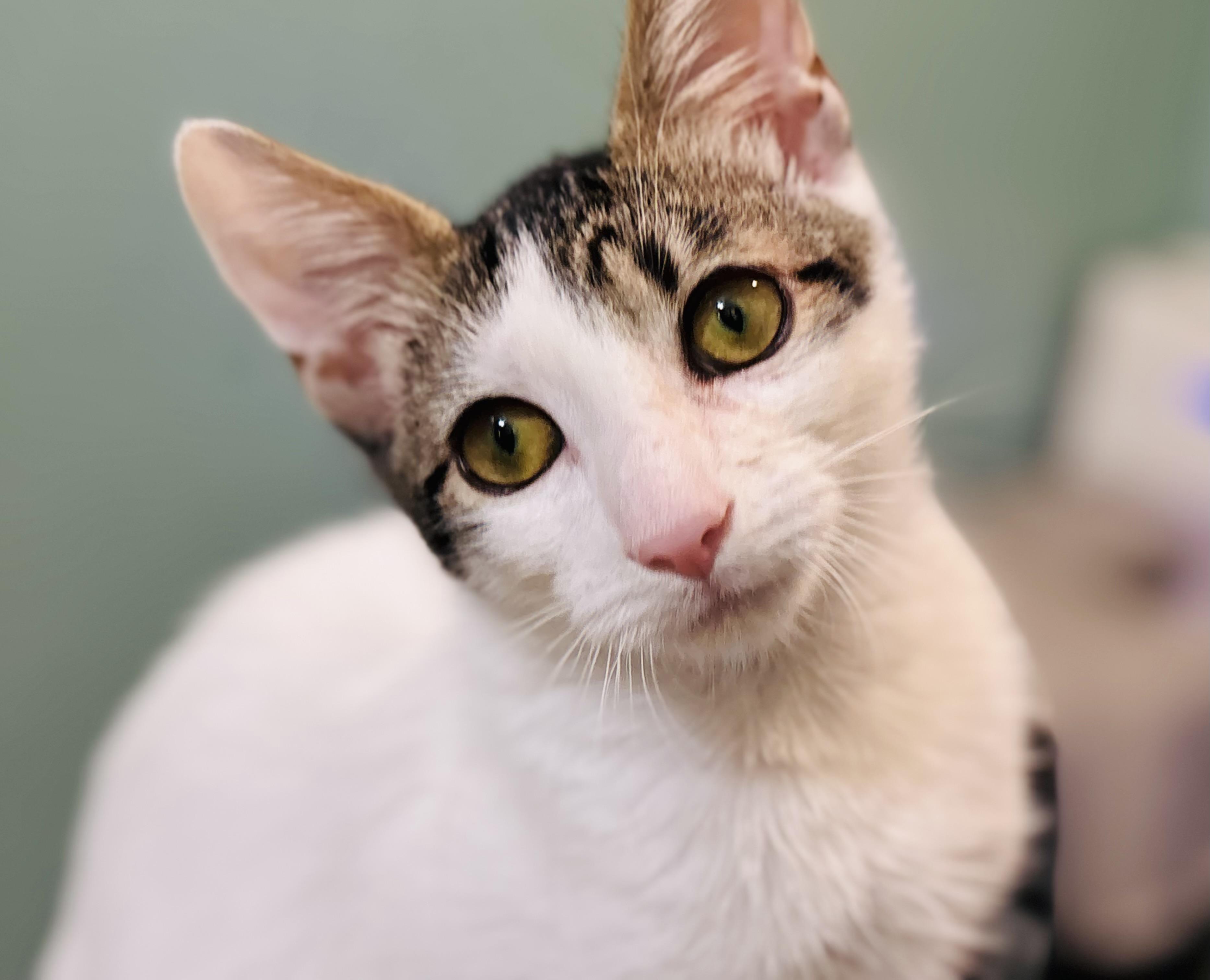 Enlarge Fiddle, a Adoptable Domestic Short Hair in Bedminster, NJ image 6/6