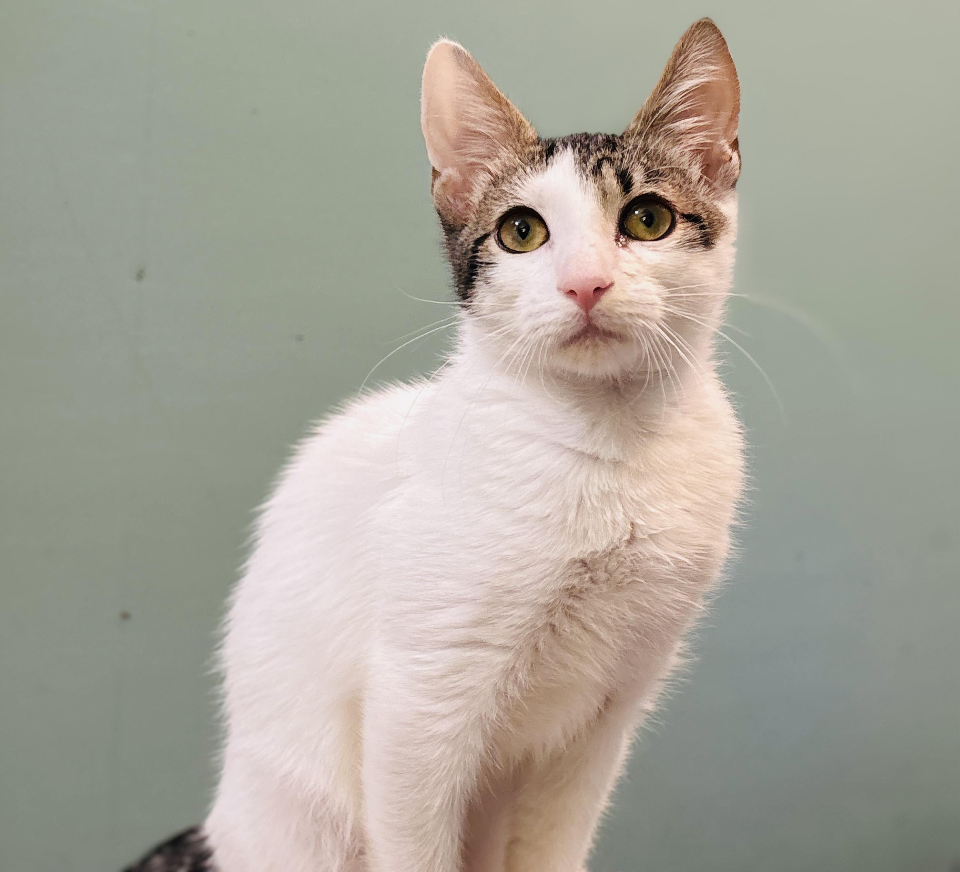 Enlarge Fiddle, a Adoptable Domestic Short Hair in Bedminster, NJ image 5/6