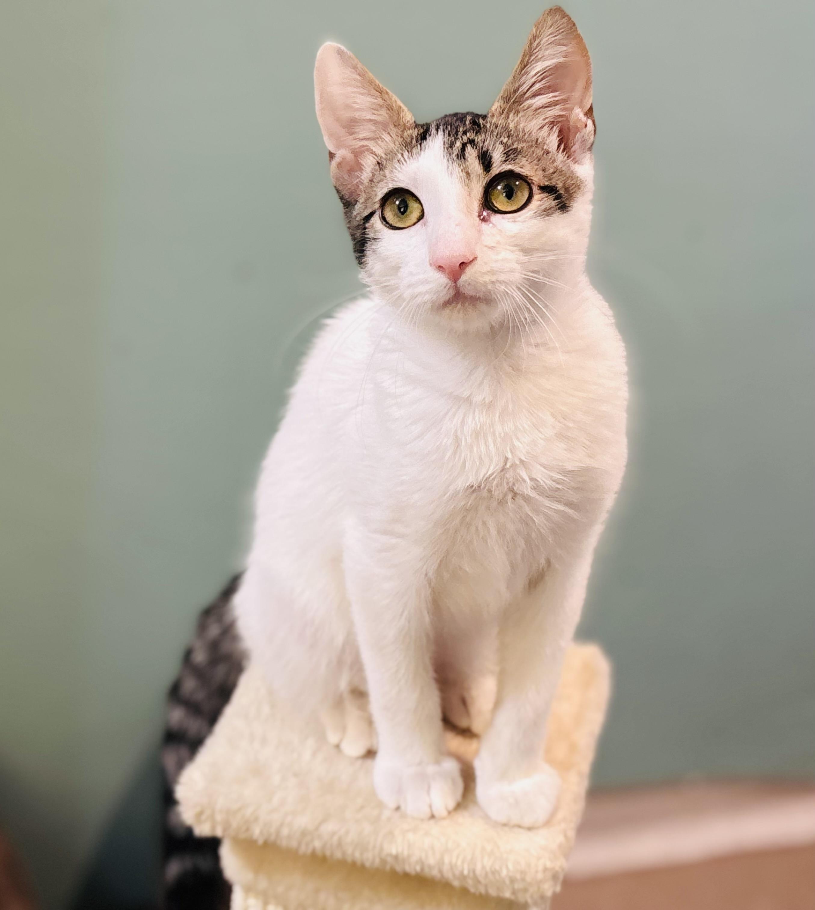 Enlarge Fiddle, a Adoptable Domestic Short Hair in Bedminster, NJ image 4/6