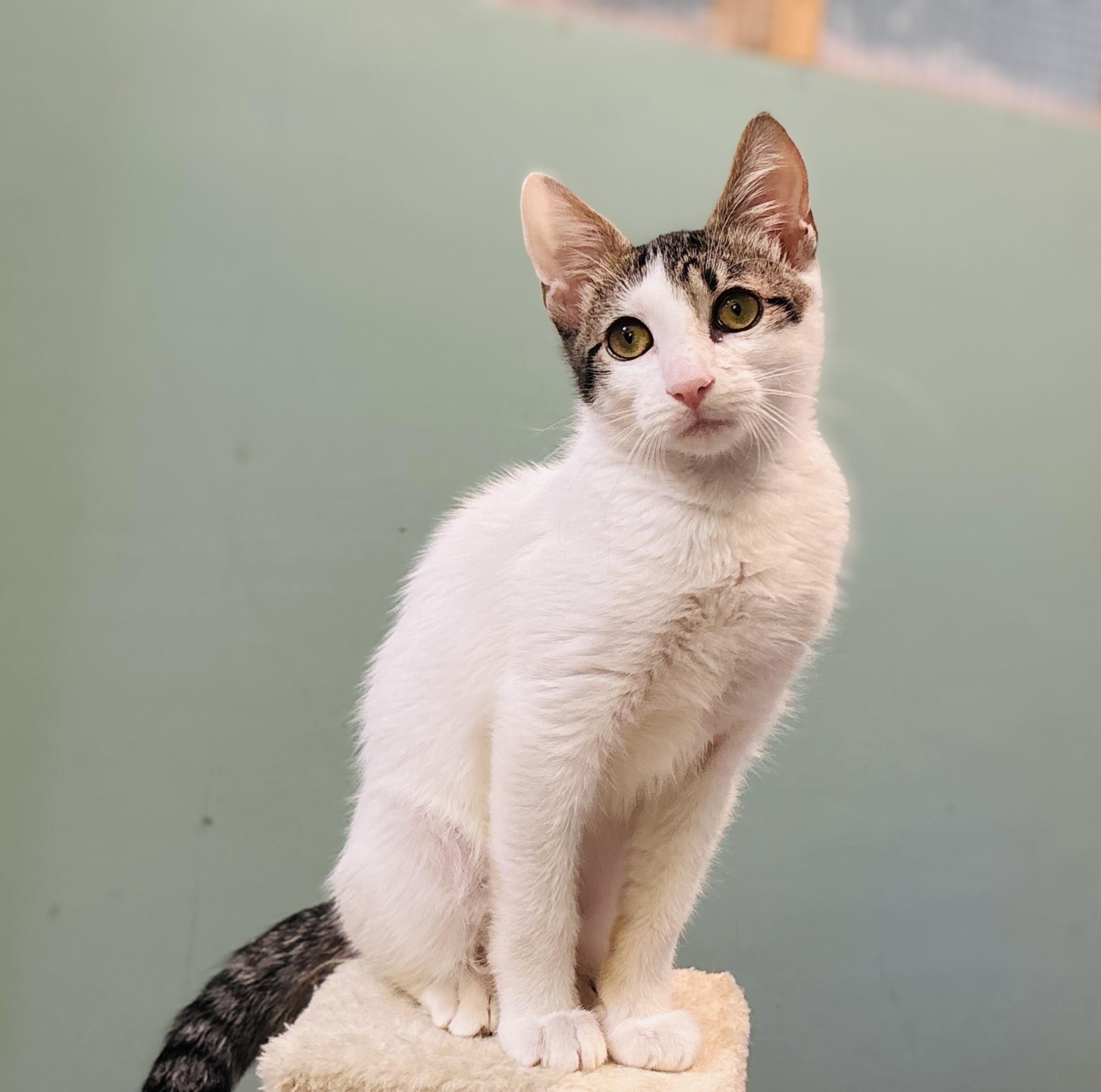 Enlarge Fiddle, a Adoptable Domestic Short Hair in Bedminster, NJ image 3/6