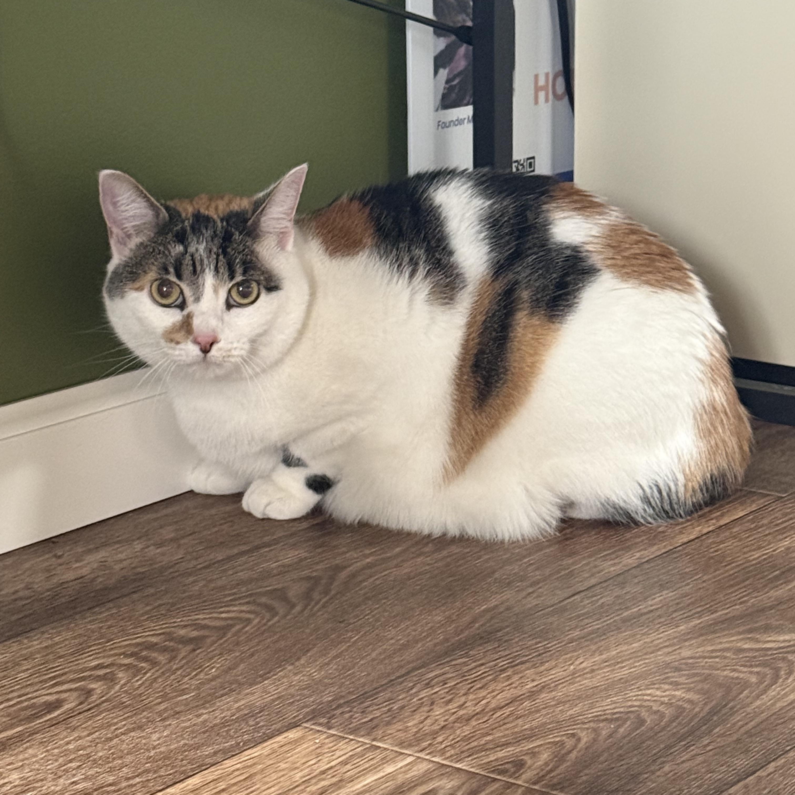 Motley , ADOPTABLE, Adult Female Calico.