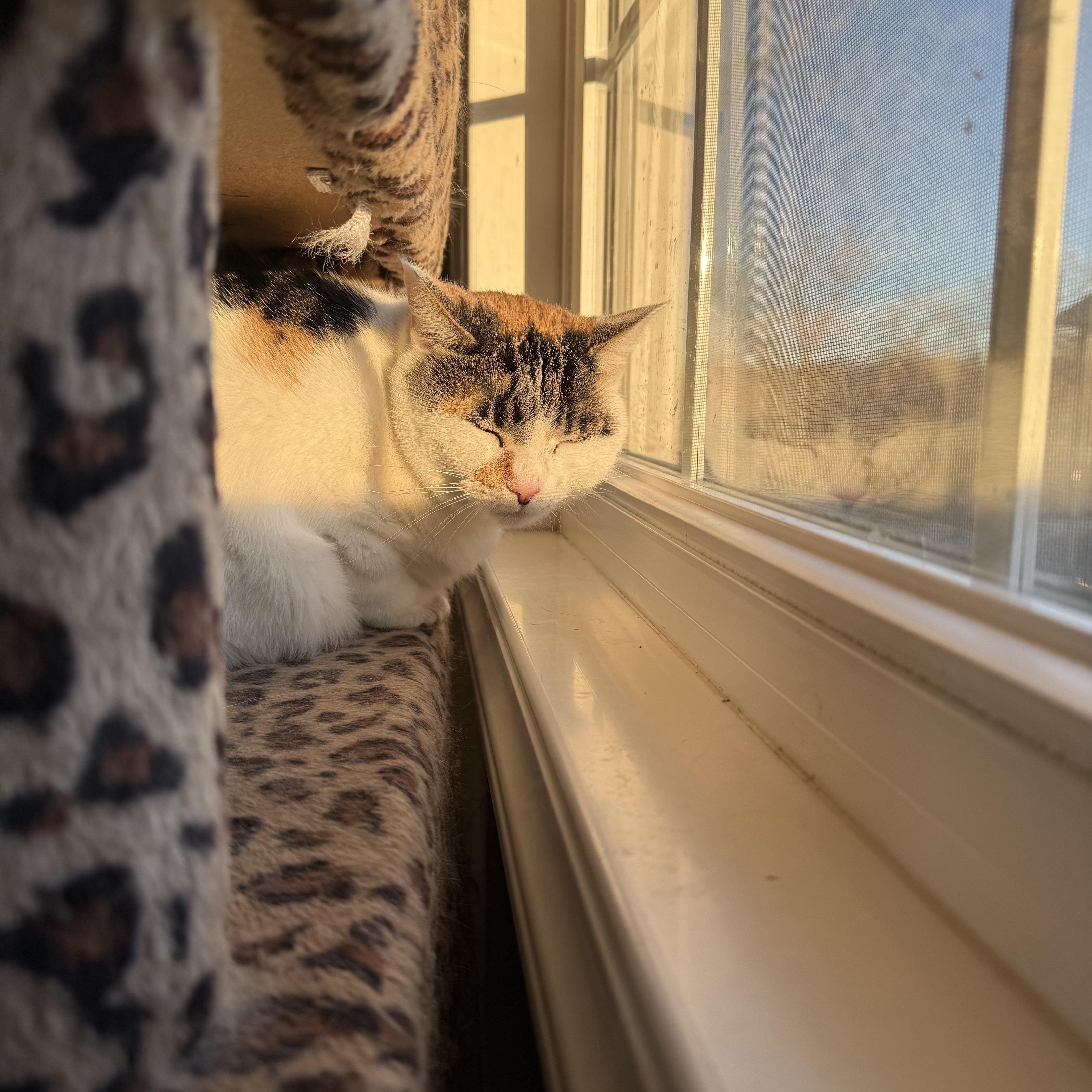 Motley , a ADOPTABLE Calico in Brighton, IL image 2/3