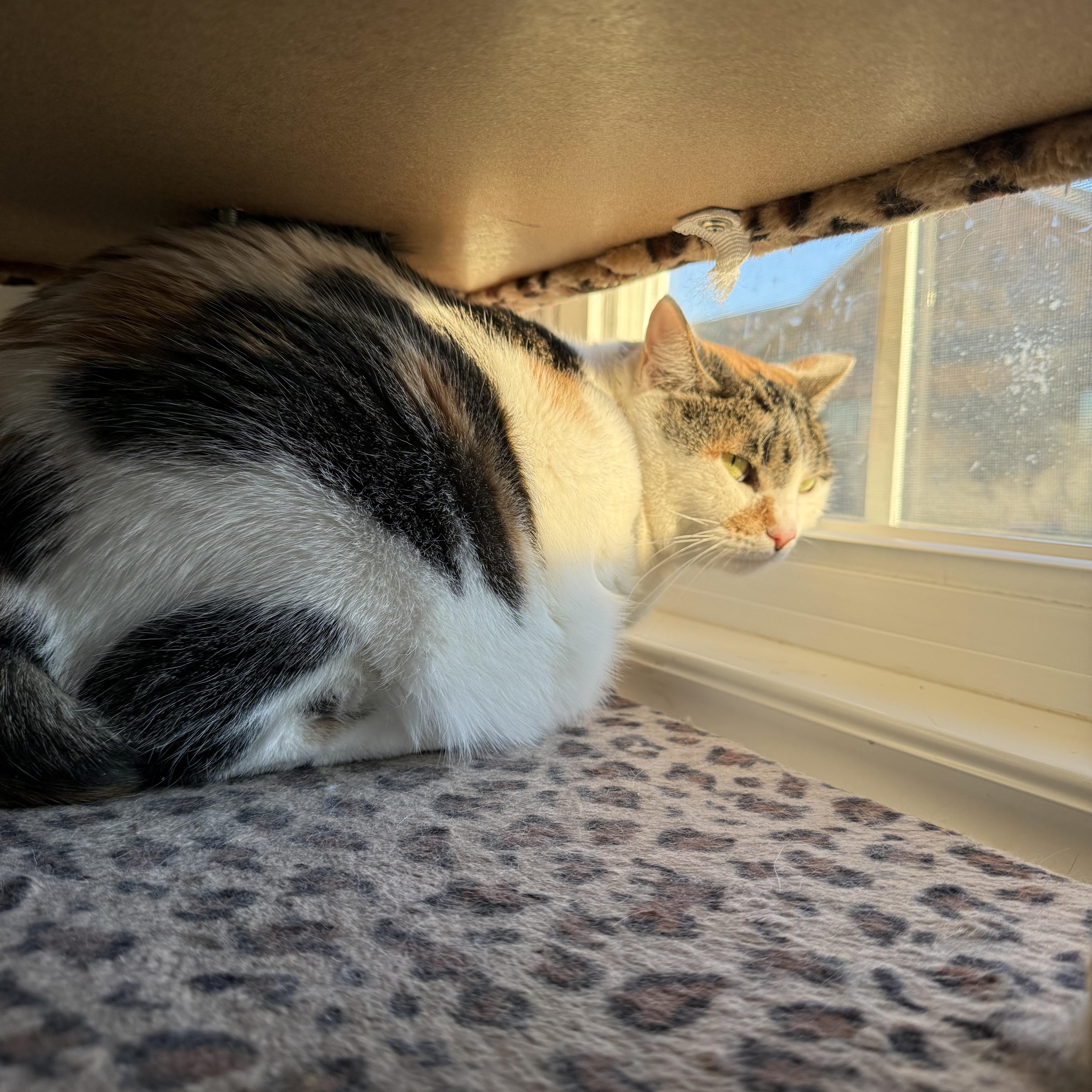 Motley , a ADOPTABLE Calico in Brighton, IL image 3/3