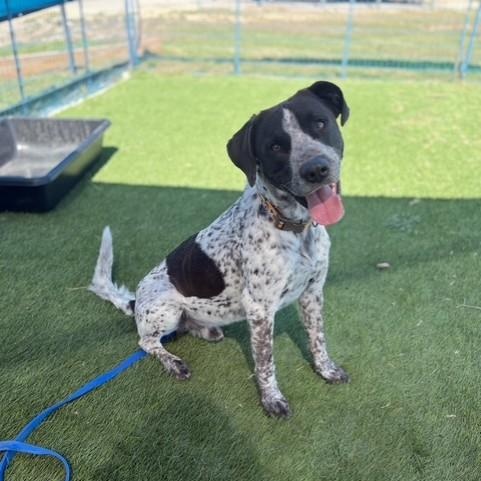 Roscoe, Adult Male Pointer