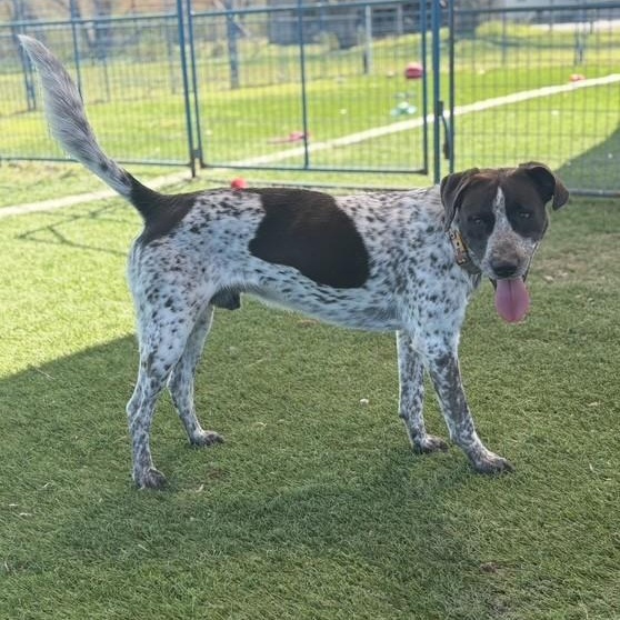 Roscoe photo 4