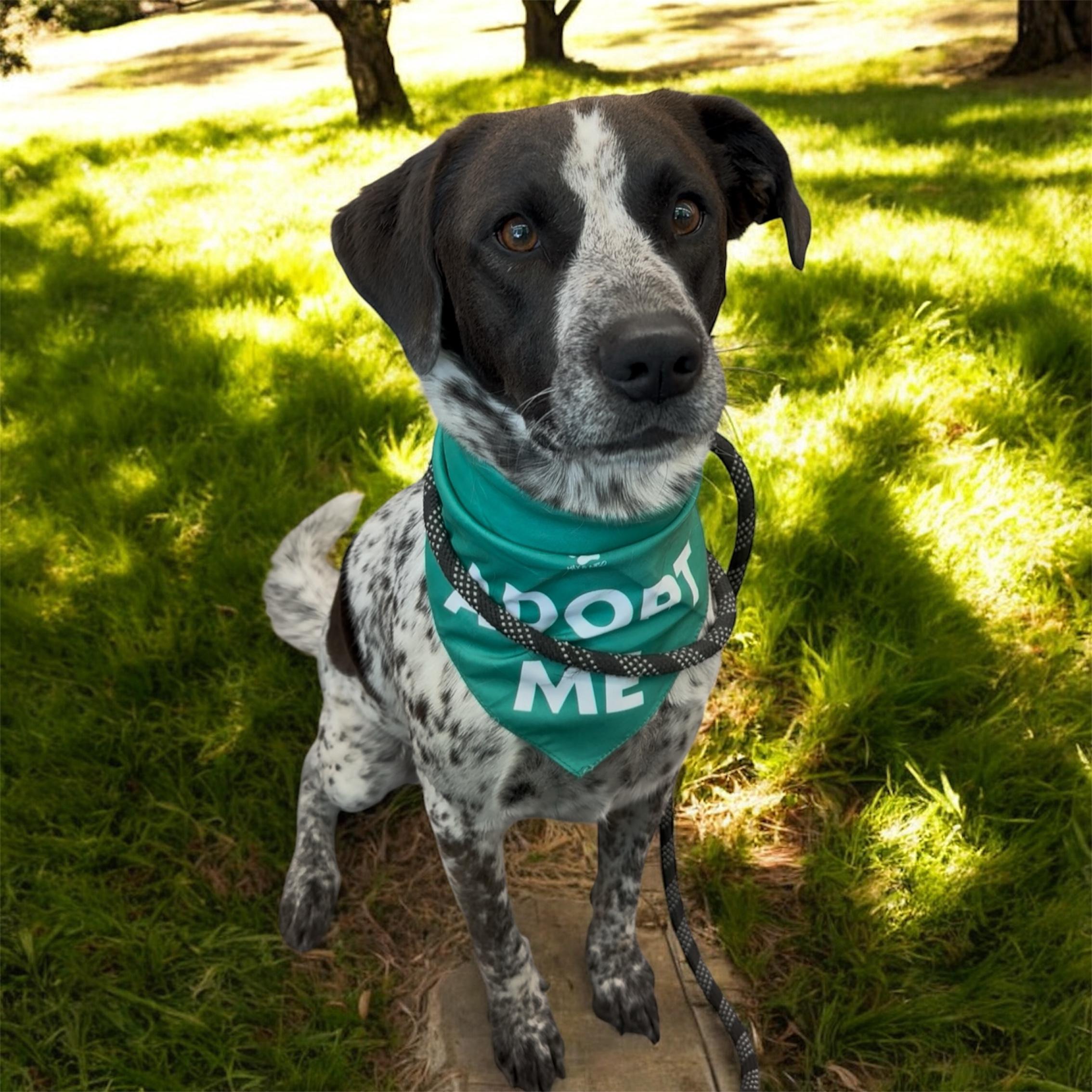 Roscoe, an adoptable Pointer in Williston, VT, 05495 | Photo Image 1