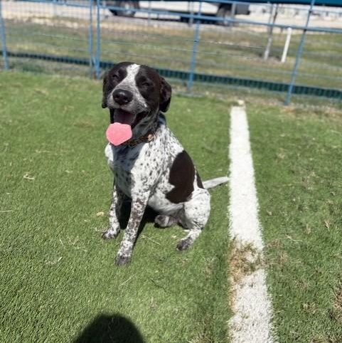 Roscoe photo 5