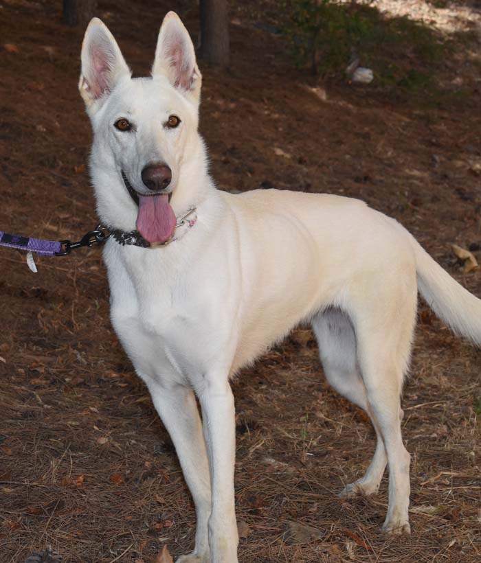Enlarge Nikki, a Adoptable German Shepherd Dog in Newport Beach, CA image 4/4