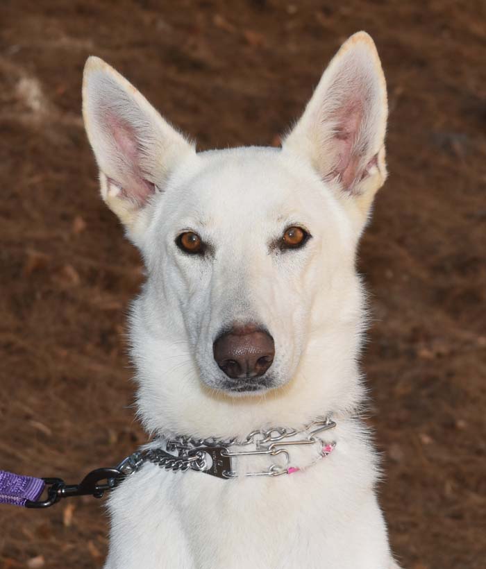 Enlarge Nikki, a Adoptable German Shepherd Dog in Newport Beach, CA image 3/4