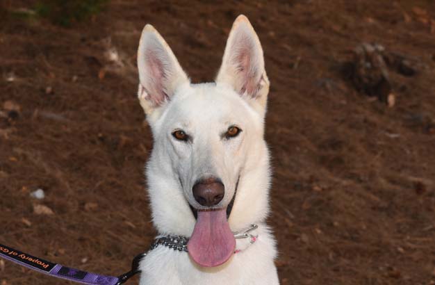 Nikki, Adoptable, Young Female German Shepherd Dog.