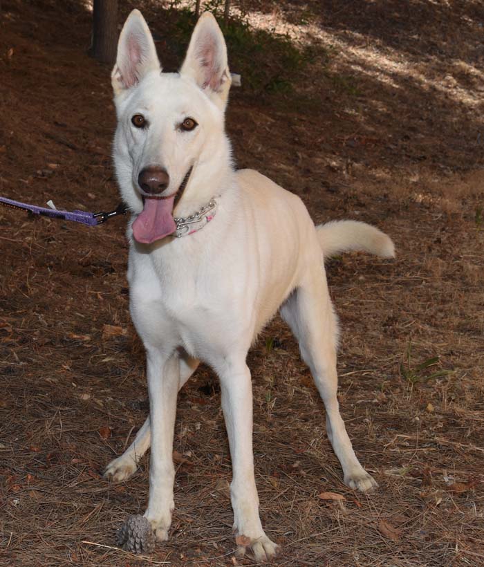 Enlarge Nikki, a Adoptable German Shepherd Dog in Newport Beach, CA image 2/4