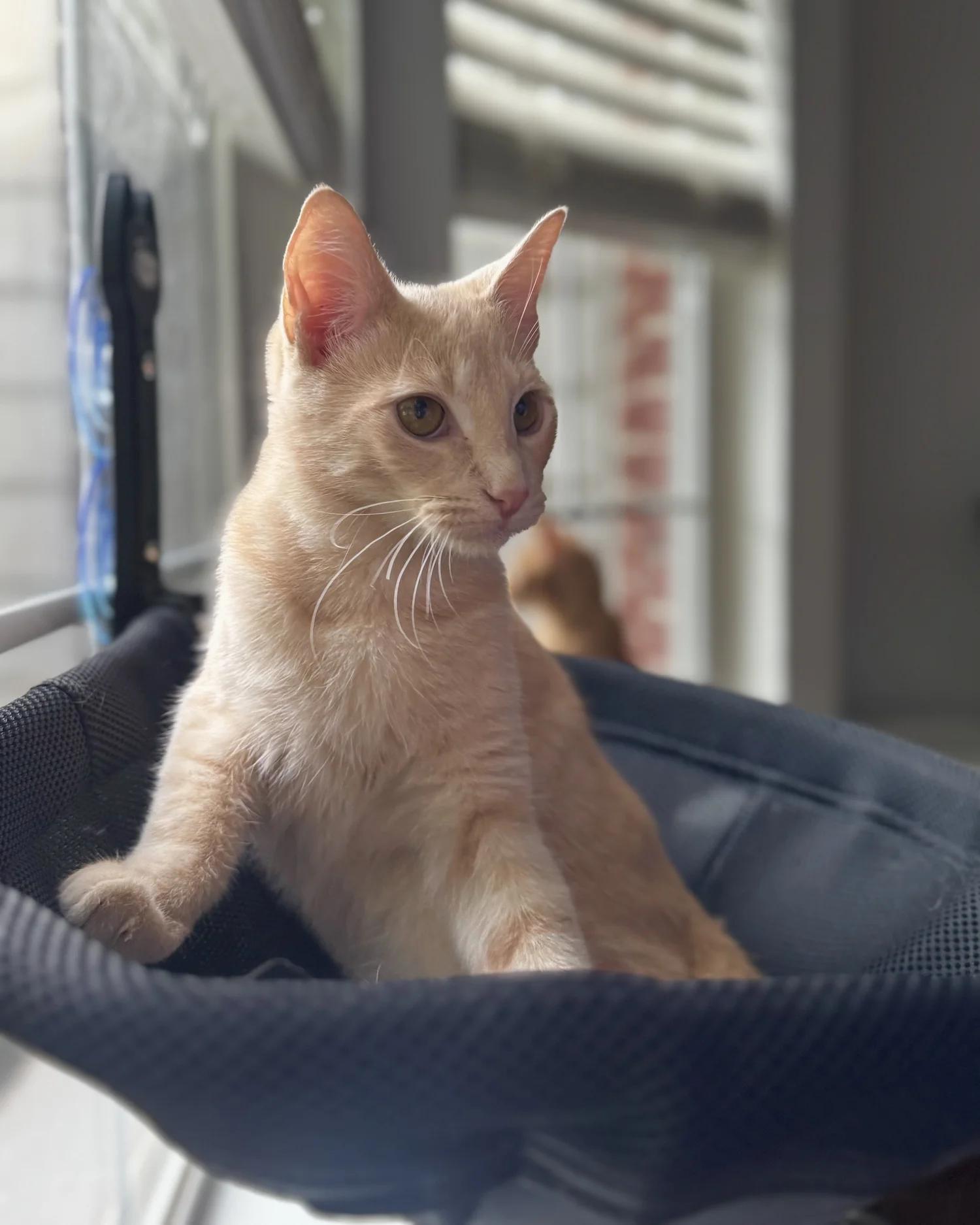 Enlarge Blue, a Adoptable Domestic Short Hair in Atlanta, GA image 5/6